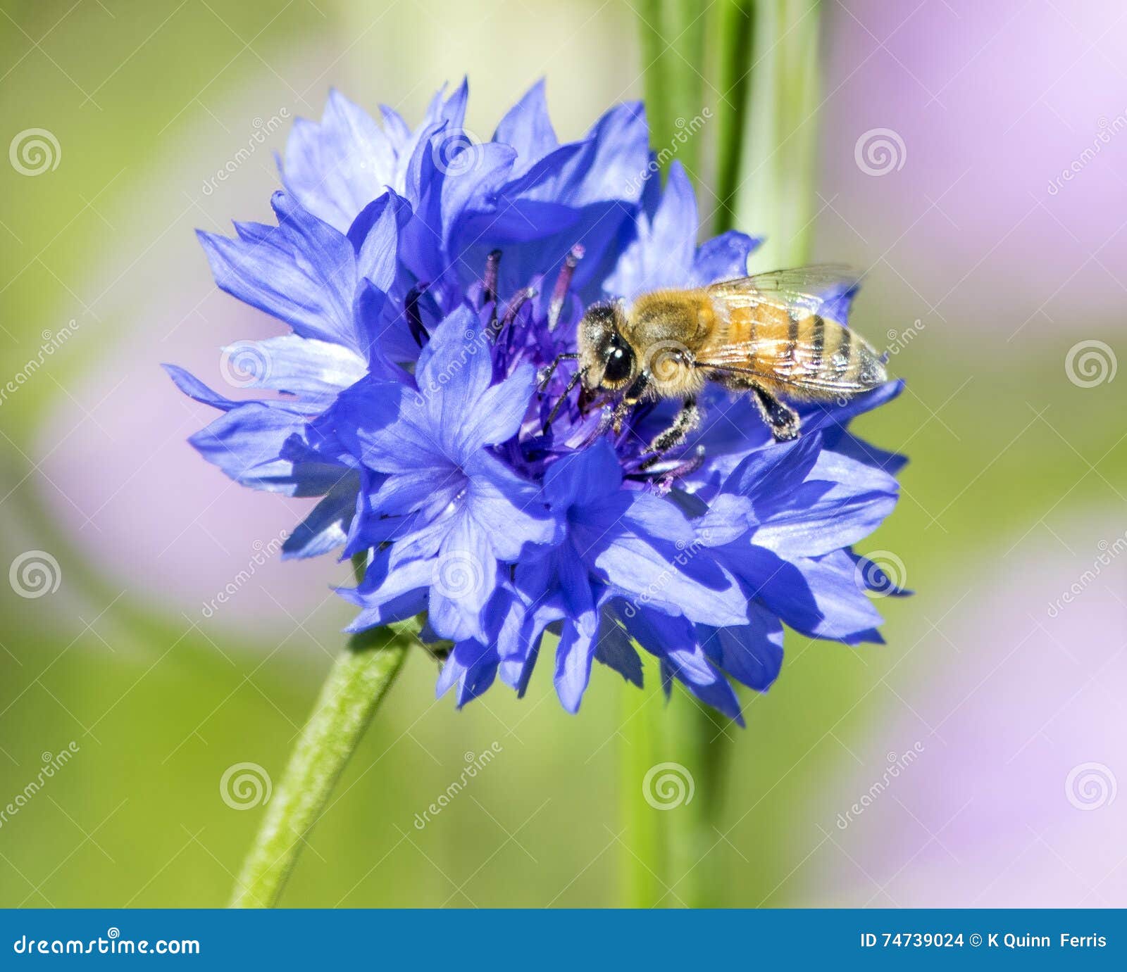 Honey Bee on Blue Cornflower Stock Photo Image of honeybee, collects 74739024