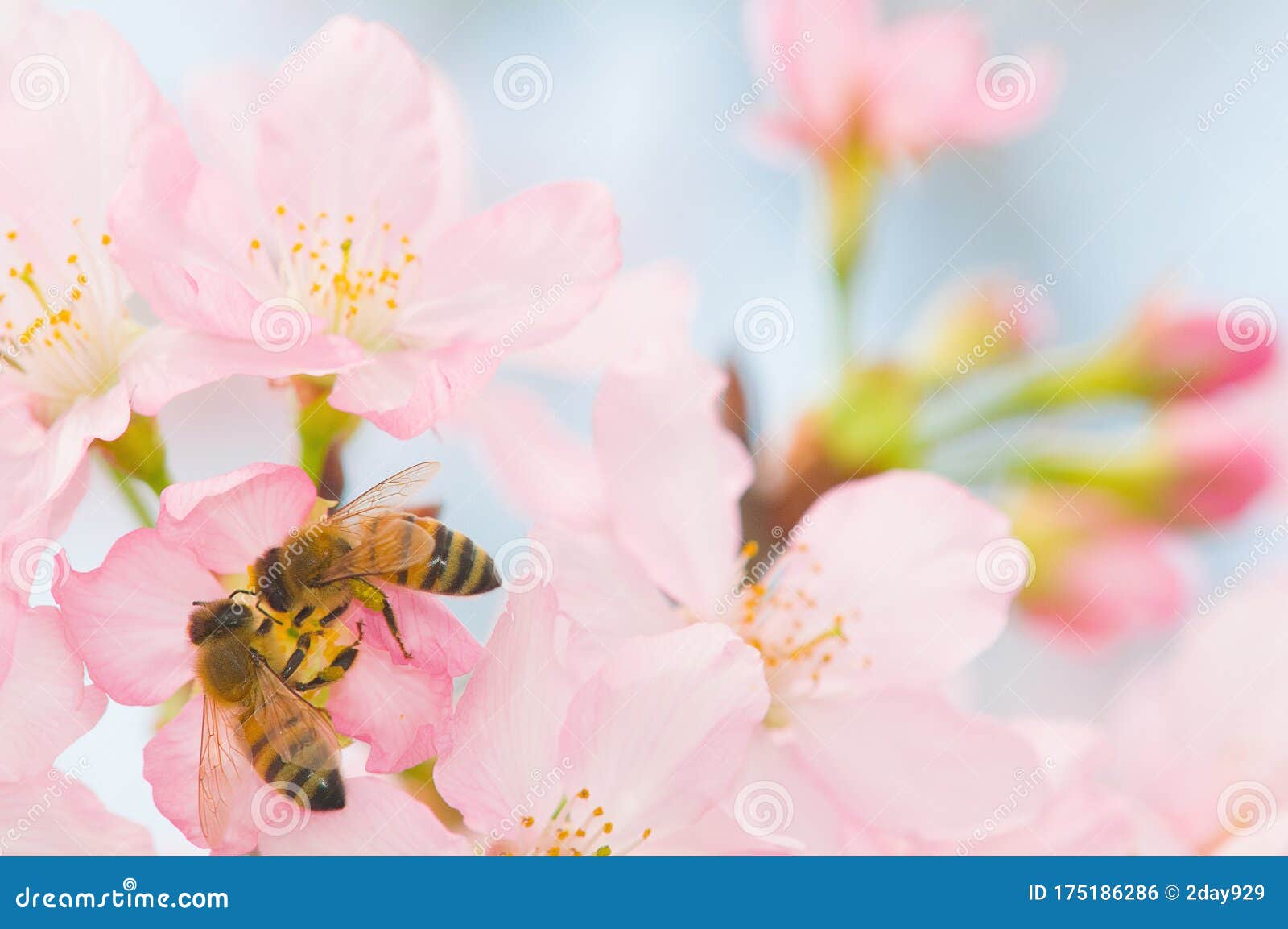 Honey Bee Pollinating Cherry Blossoms. Insect, Flower, Agriculture