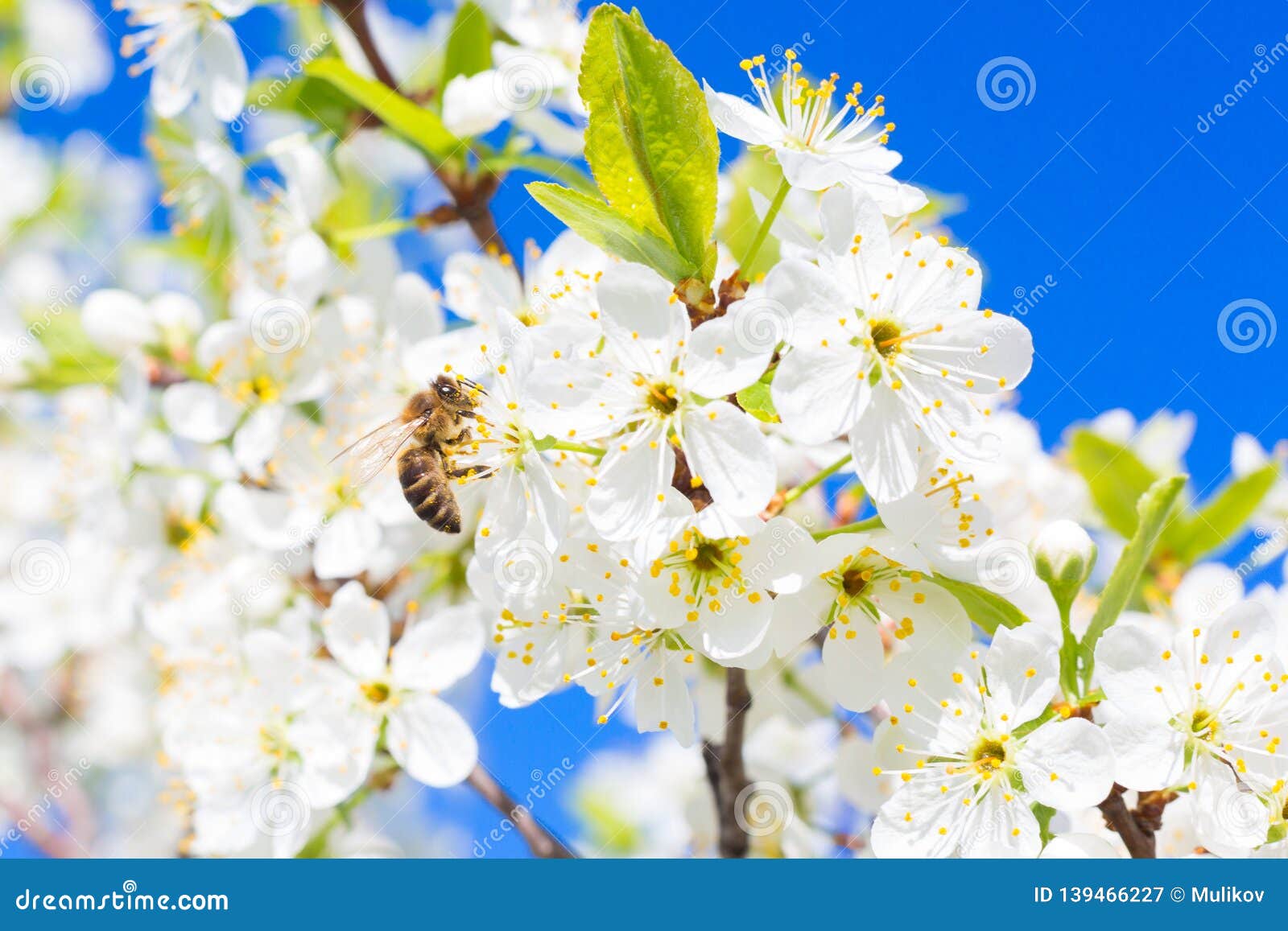 A Honey Bee on a Cherry. Bee on Flower of the Spring White Blossoms