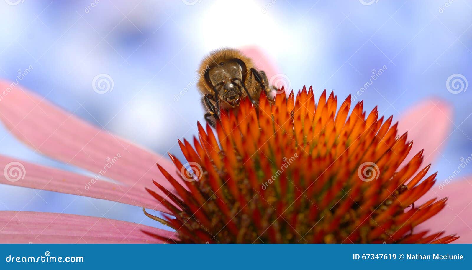 A Honey Bee Collecting Nectar from Flower Stock Image Image of honey, honeybee 67347619