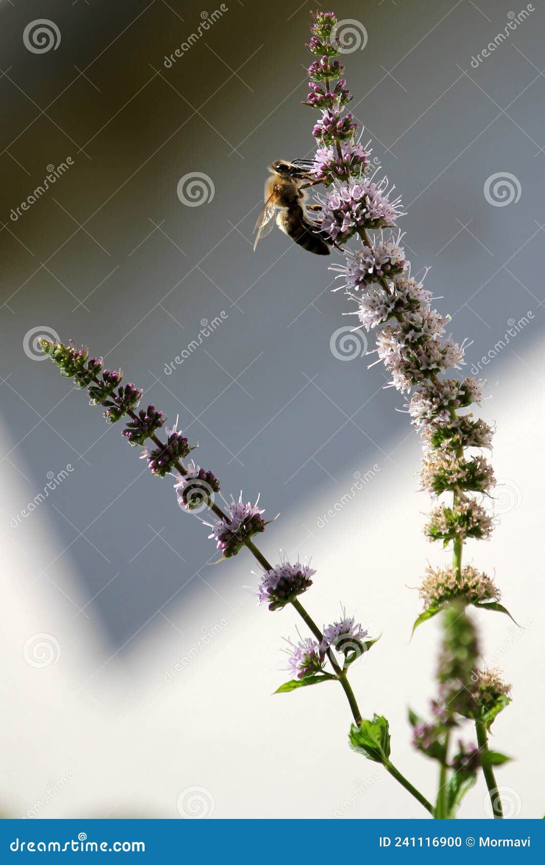 bee taking honey from mint flower