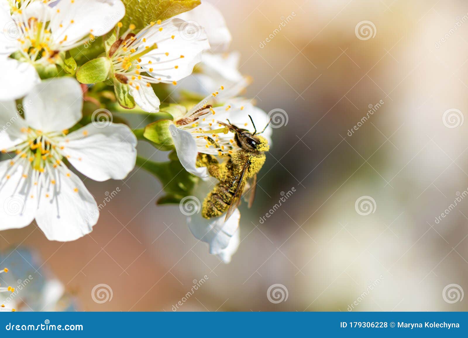 Honey Bee Collecting Pollen from a Blooming Peach Tree Stock Photo