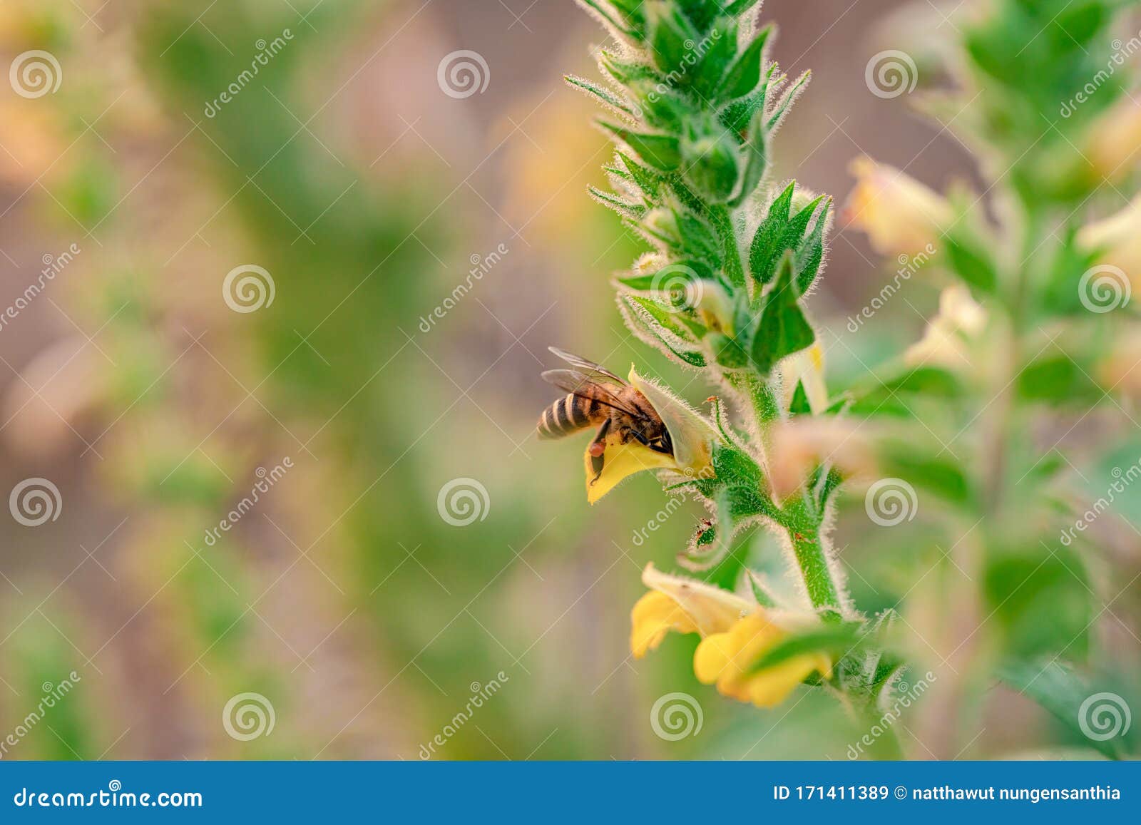 Honey Bee Collecting Pollen on Yellow Flower Stock Image Image of