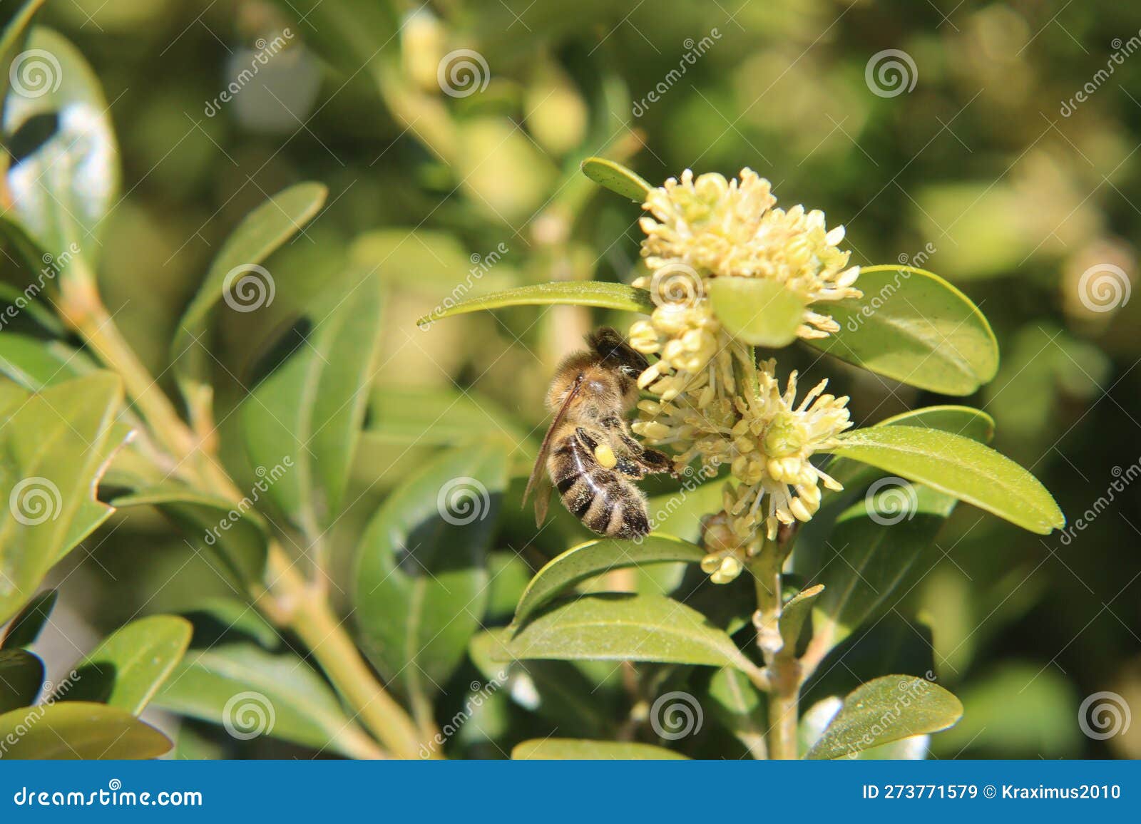 Honey bee collects nectar stock image. Image of flower 273771579