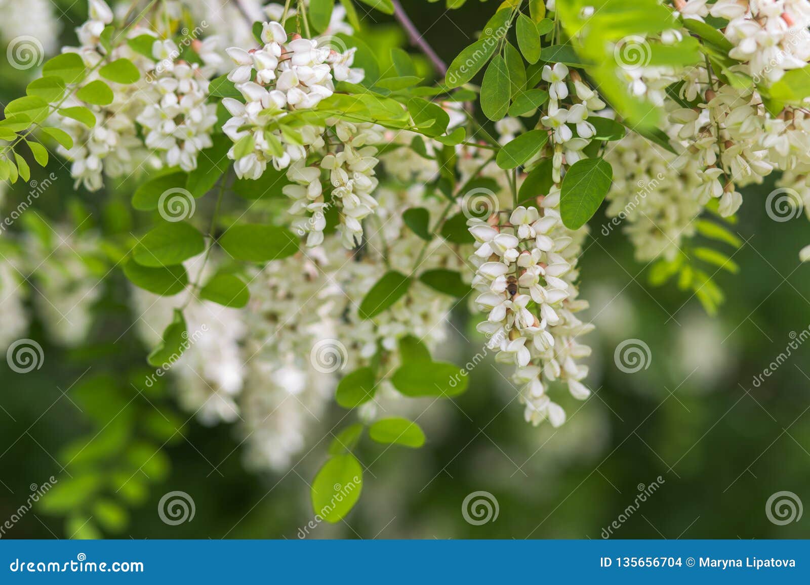 Honey Bee Collects Nectar From White Flowers Tree Acacia Robinia Pseudoacacia Black Locust False Acacia Blooming Clusters Of Stock Photo Image Of Flora Branches Honey Bee Collects Nectar From White Flowers Tree Acacia Robinia Pseudoacacia Black Locust False Acacia Blooming Clusters Of Stock Photo Image Of Flora Branches