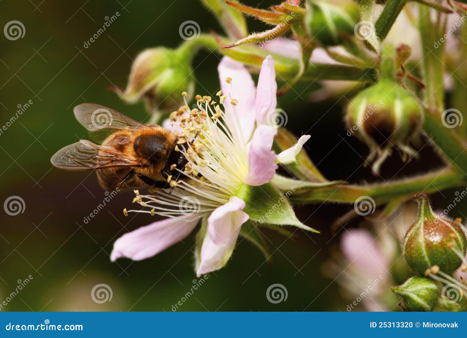 Honey Bee Collets Flower Nectar Stock Photo Image of apiculture, macro 25313320