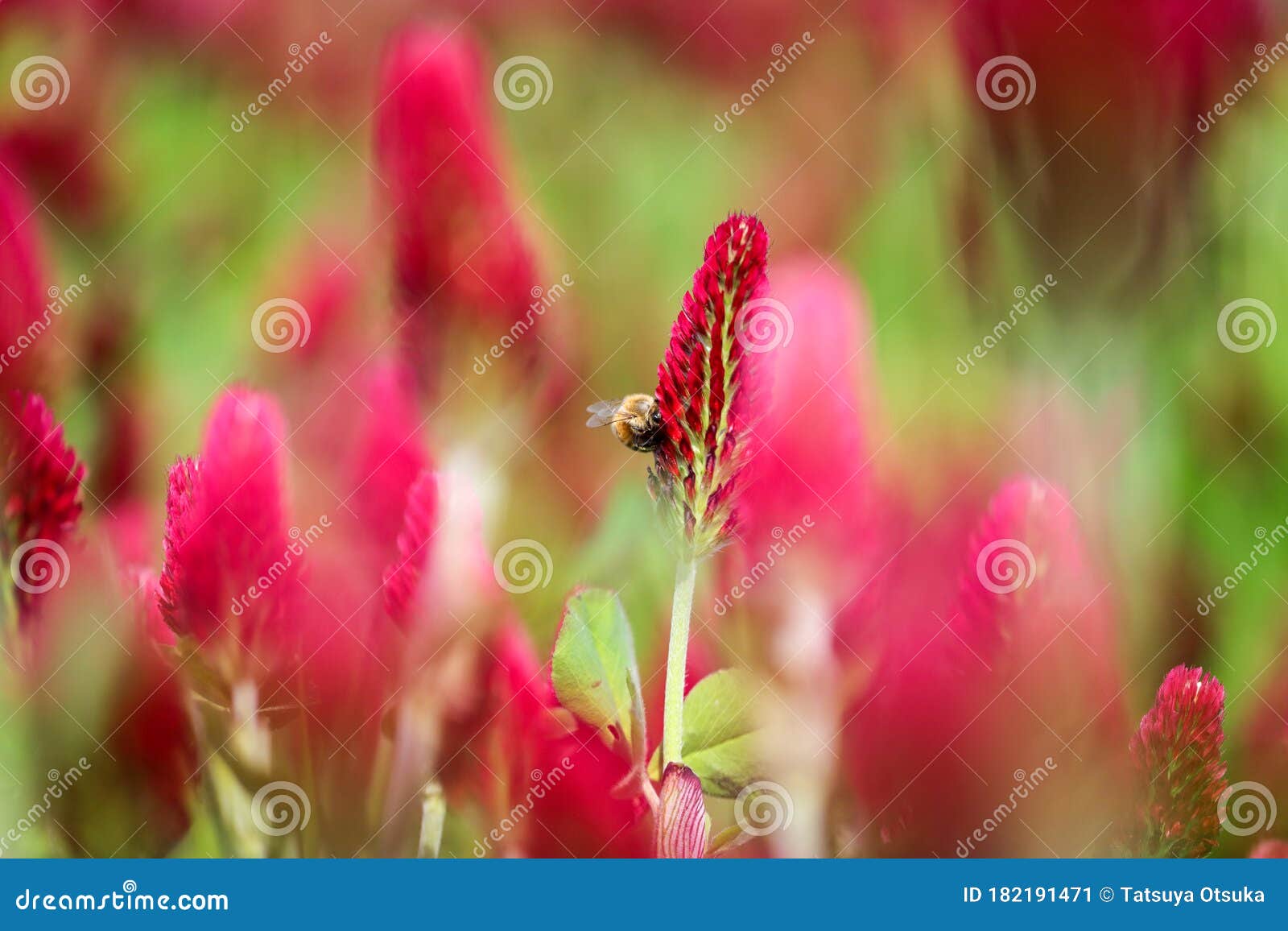 Honey Bee on the Crimson Clover Stock Image Image of honey, bugs
