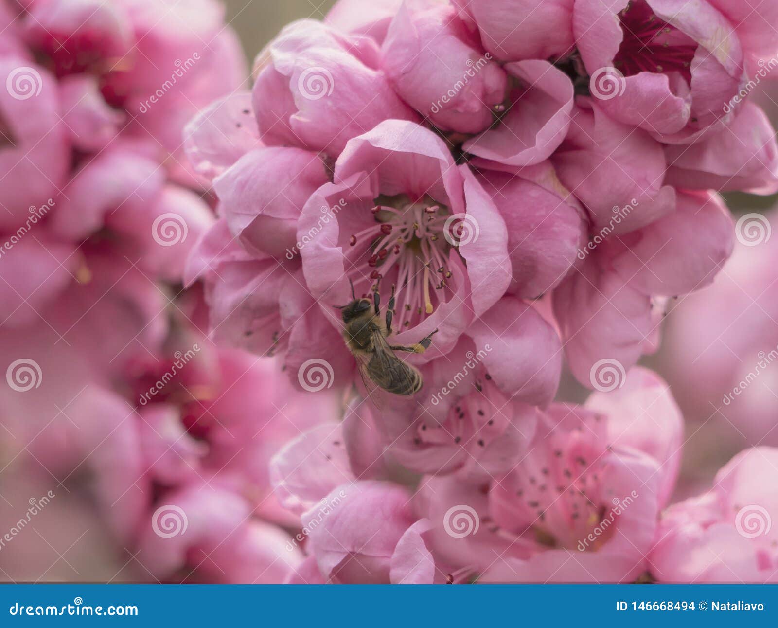 Honey Bee En Fleur Rose De Floraison Horizontal De Source Photo stock