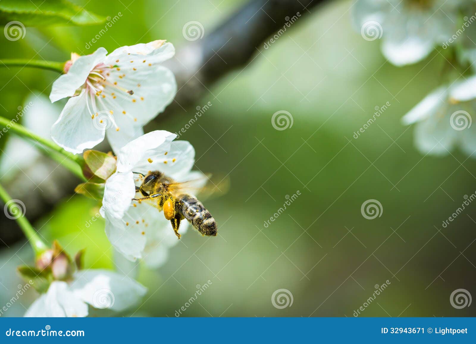 Honey Bee Enjoying Blossoming Cherry Tree Stock Image Image of