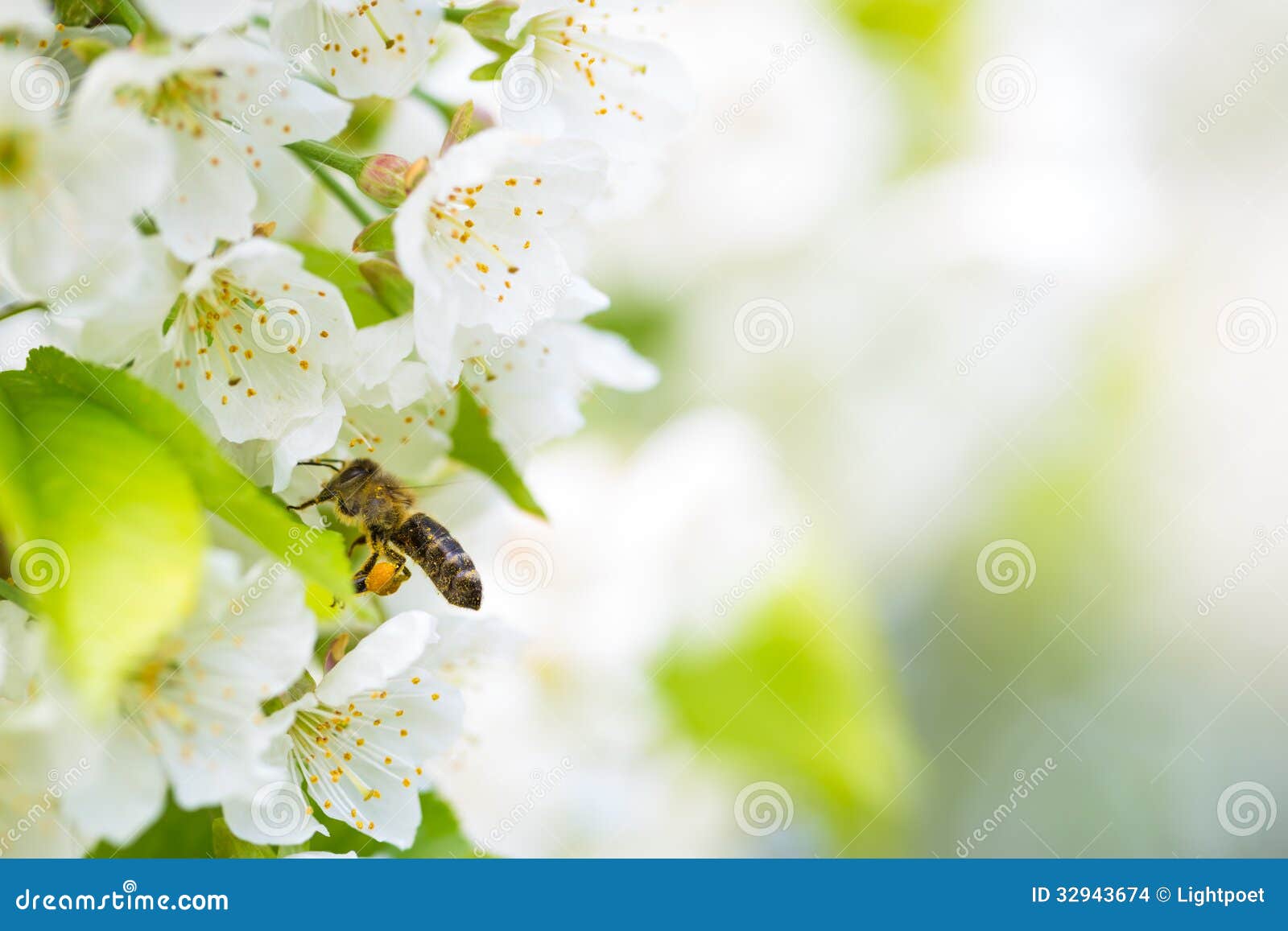 Honey Bee Enjoying Blossoming Cherry Tree Stock Photo Image of