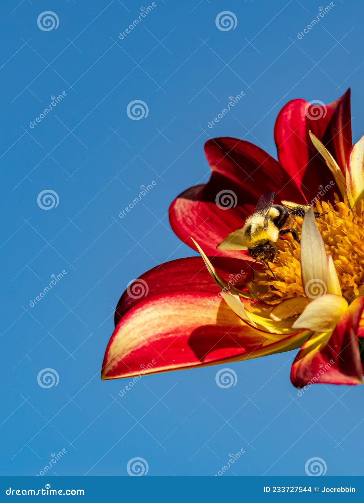 honey bee feasts on beautiful red dahlias  flower in summer
