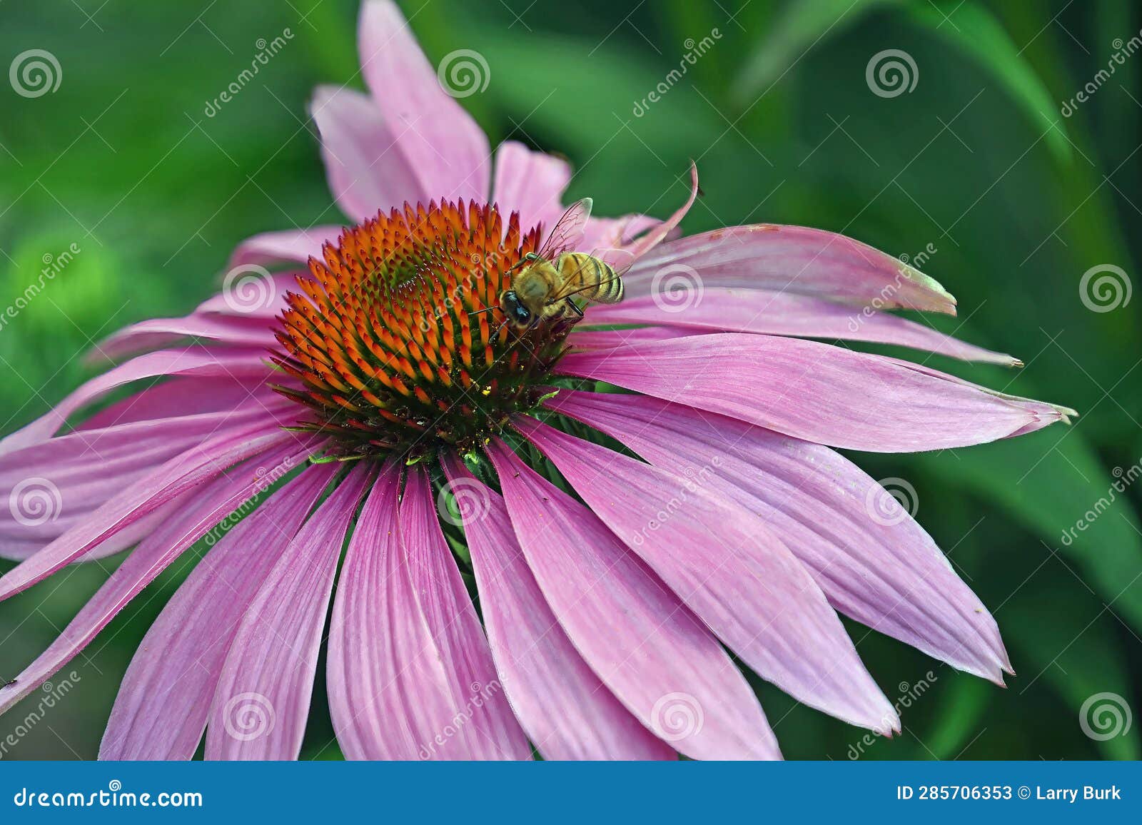 Honey Bee Feeding on Flower of Purple Coneflower Stock Image Image of