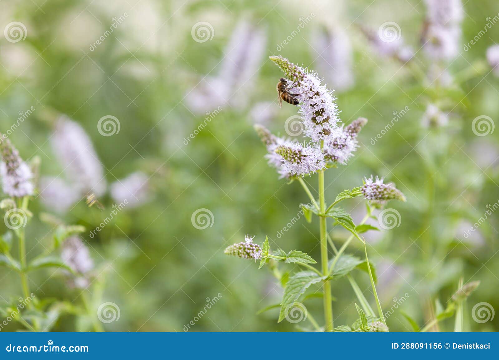 Honey Bee Feeding on Nectar of Peppermint Flower. Closeup Stock Photo