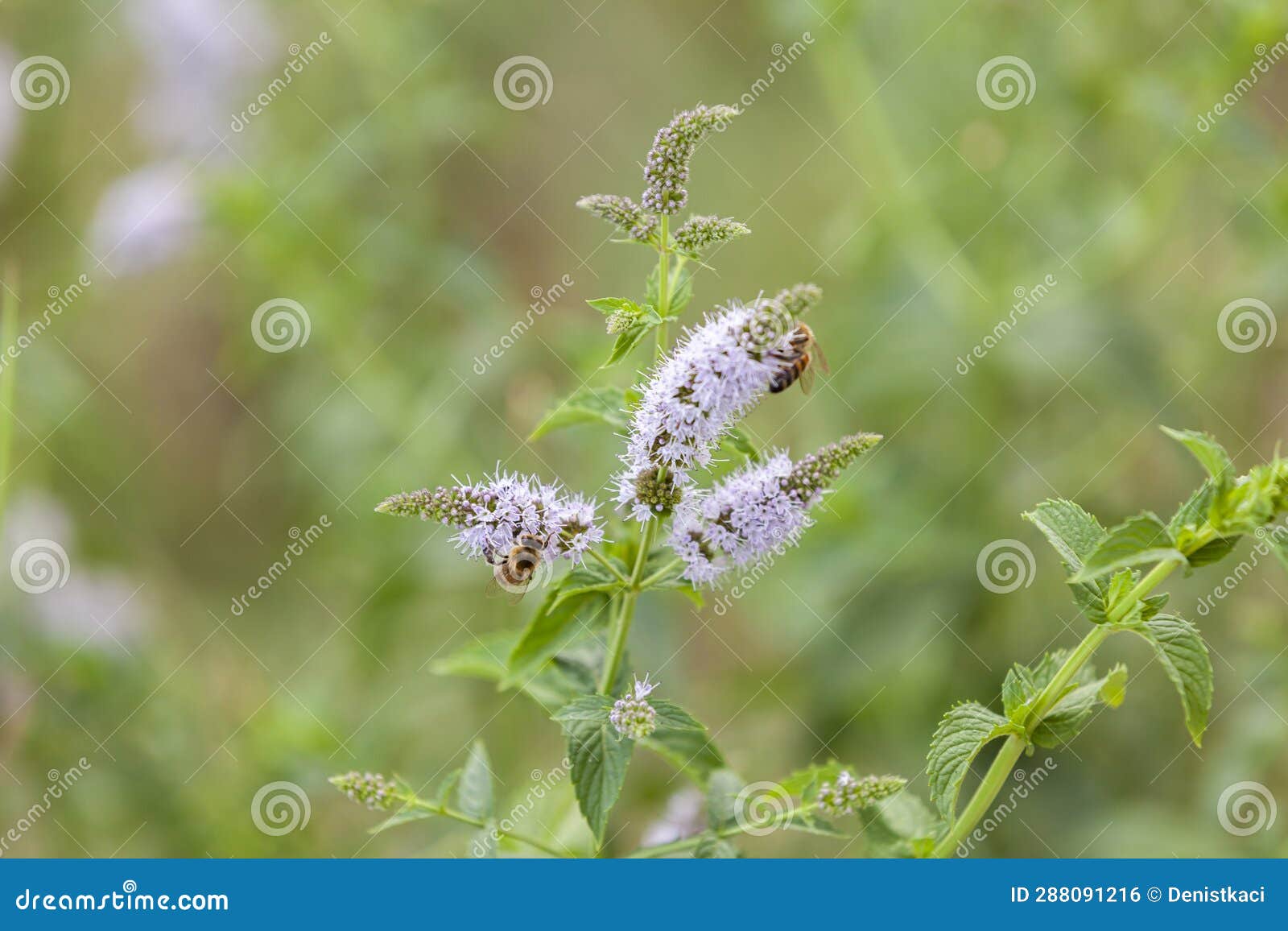 Honey Bee Feeding on Nectar of Peppermint Flower. Natural Green