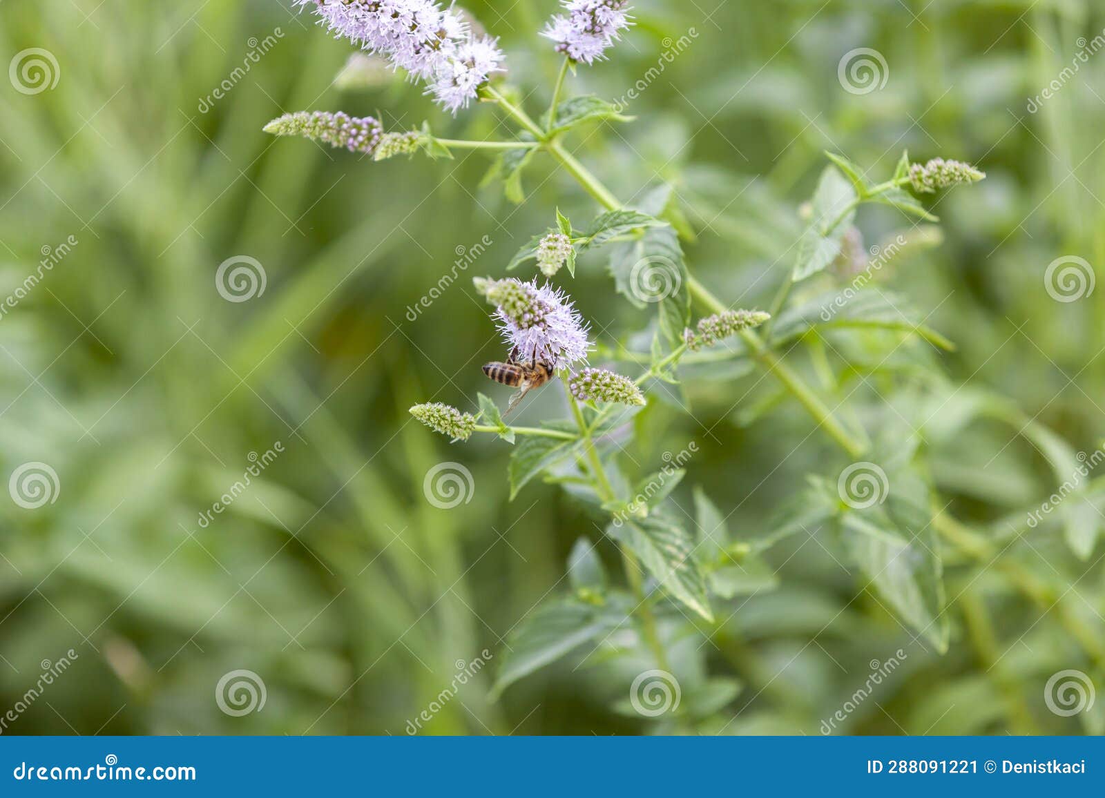 Honey Bee Feeding on Nectar of Peppermint Flower. Natural Green