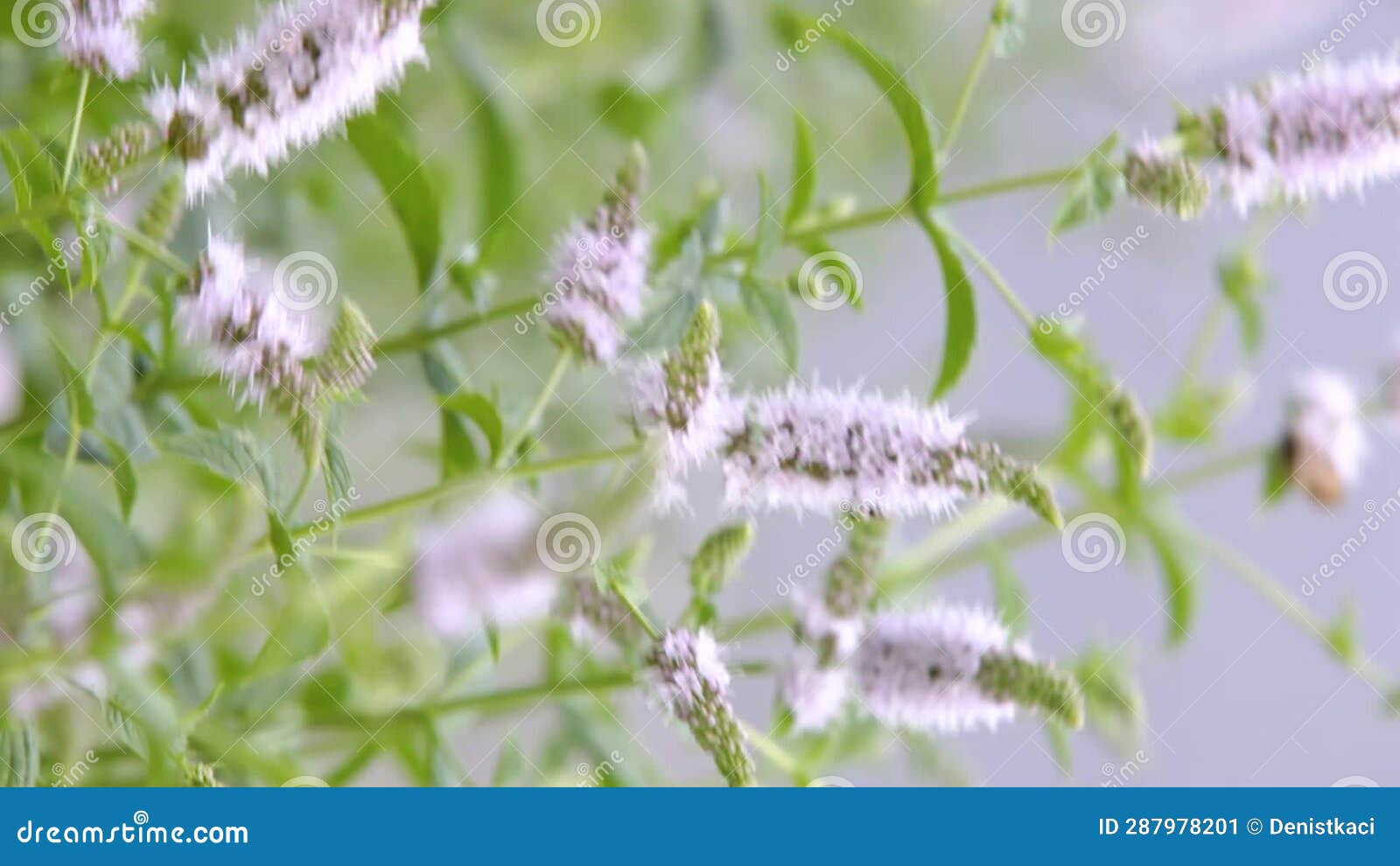 Honey Bee Feeding on Nectar of Peppermint Flower. Vertical Video. Stock