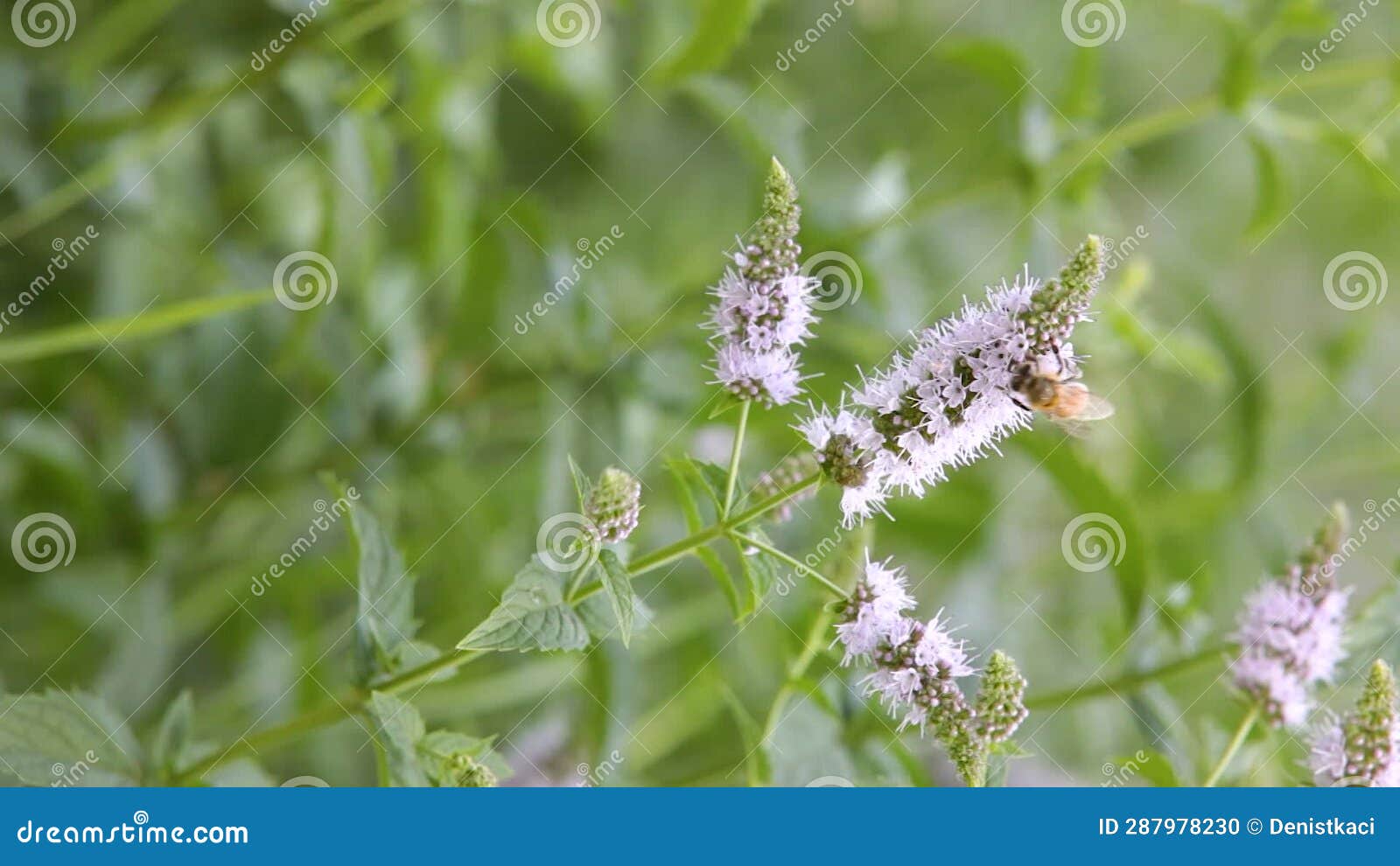 Honey Bee Feeding on Nectar of Peppermint Flower. Vertical Video. Stock