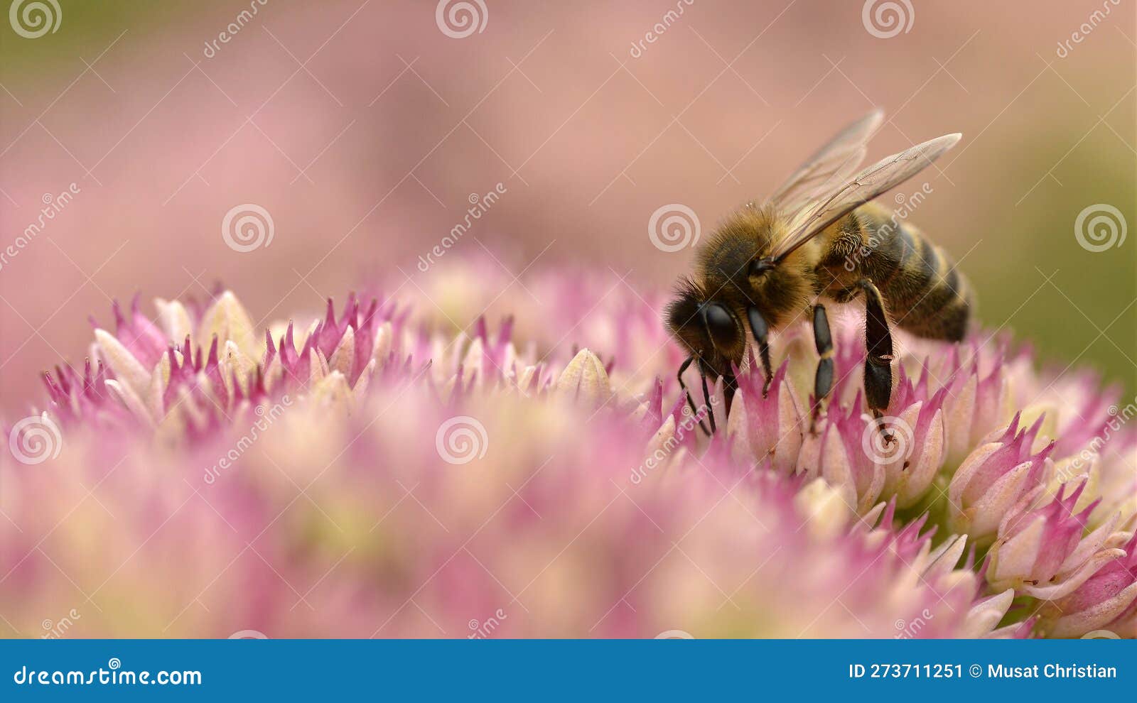 Honey Bee Feeding on Sedum Flower Stock Image Image of stamen, nature