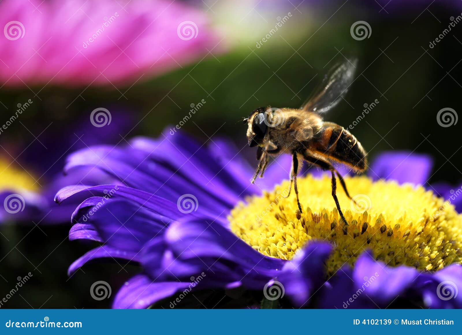 honey bee in flight