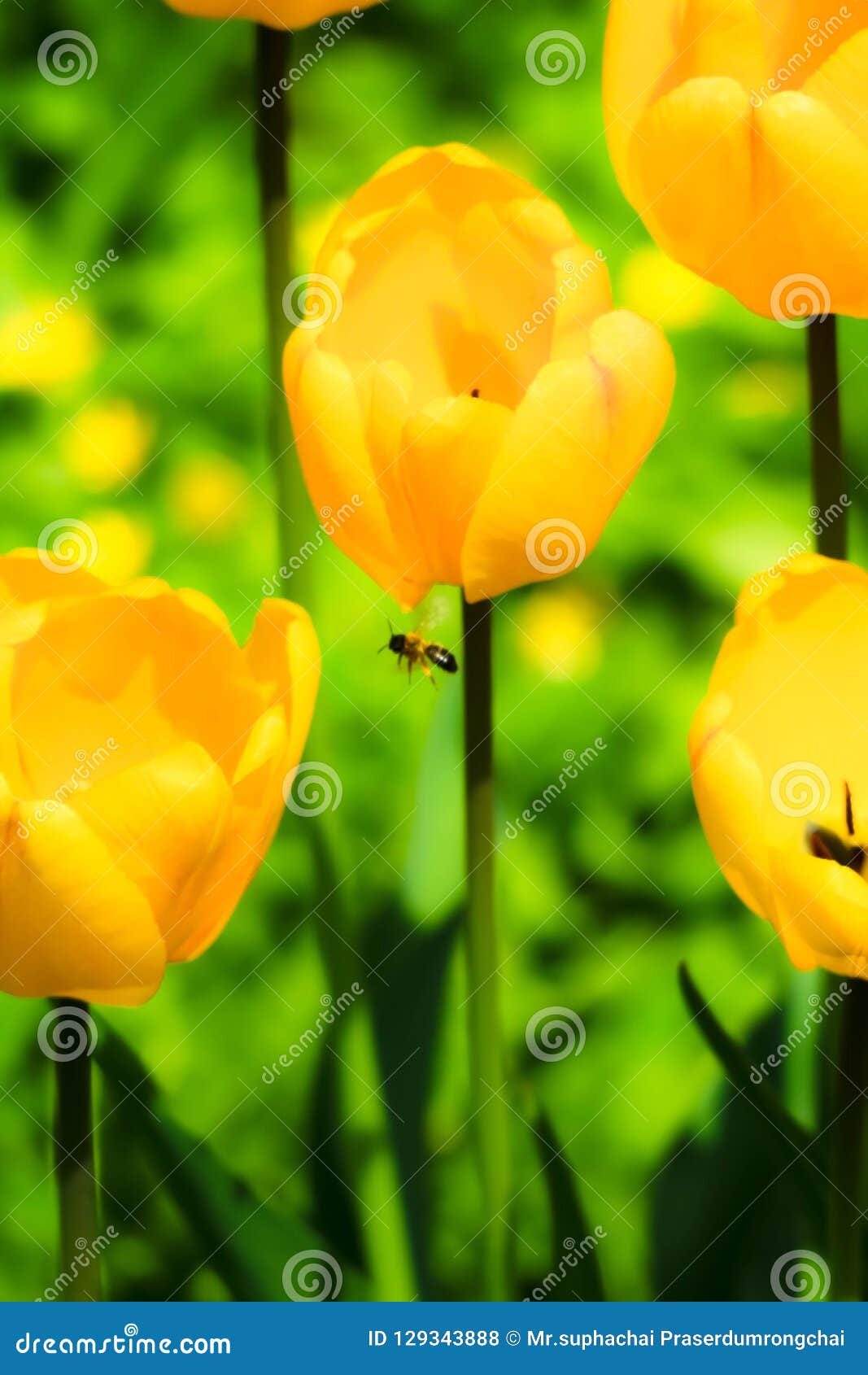 honey bee in flight on spring tuilip.