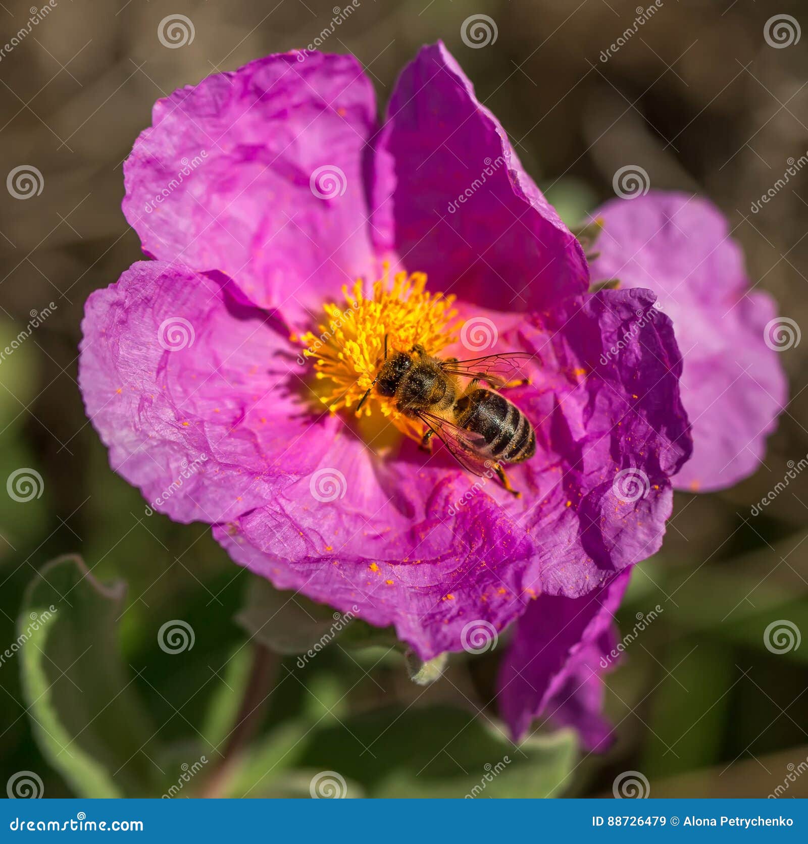 Honey bee on flower stock image. Image of flora, domesticated 88726479