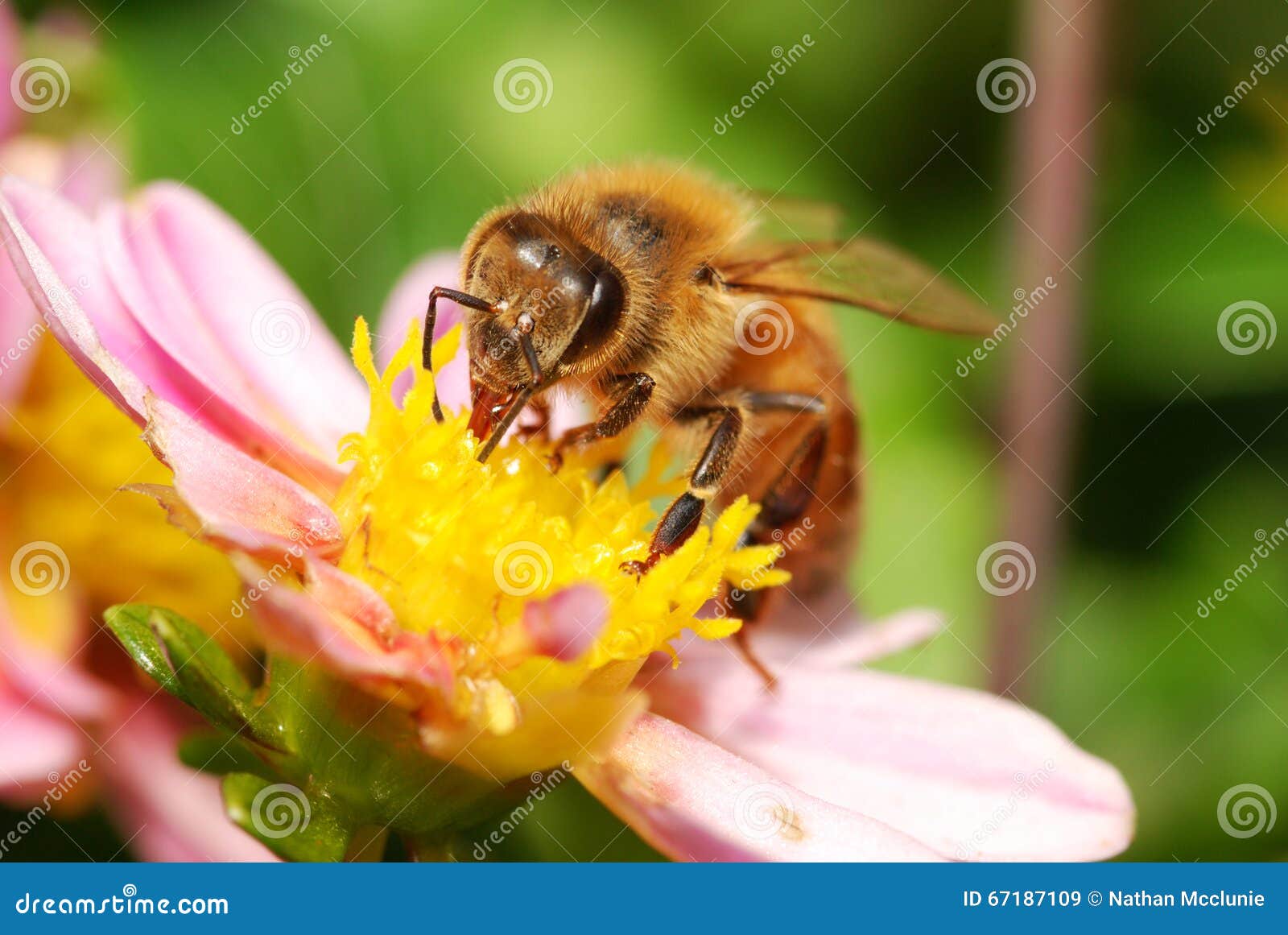 Honey bee on flower stock image. Image of pest, honey 67187109