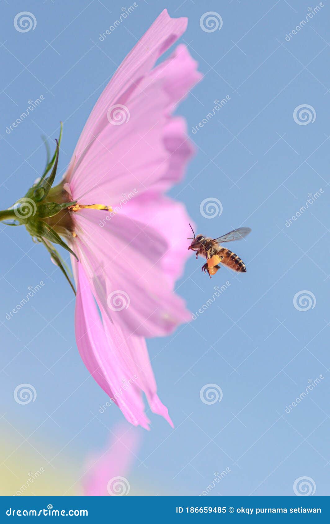 Honey bee fly to flower stock image. Image of looking 186659485