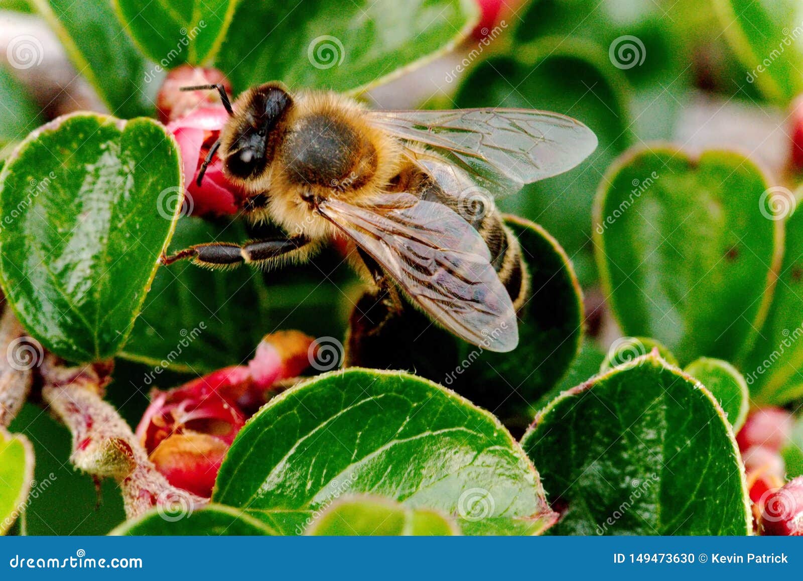 Honey Bee Gathering Nectar on a Cotoneaster Plant Stock Photo Image of global, european 149473630
