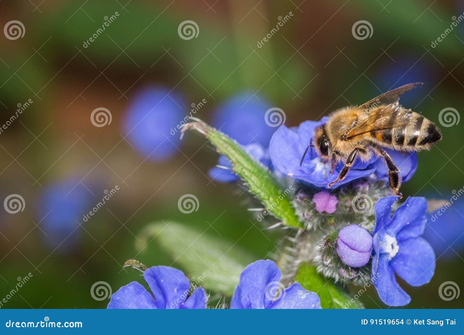 Honey Bee Gathering Nectar from Small Blue Flowers Stock Photo Image