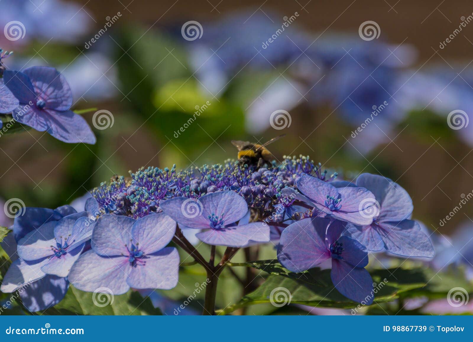 Bee on the Blossoming Hydrangea Flowers. Stock Image Image of plant