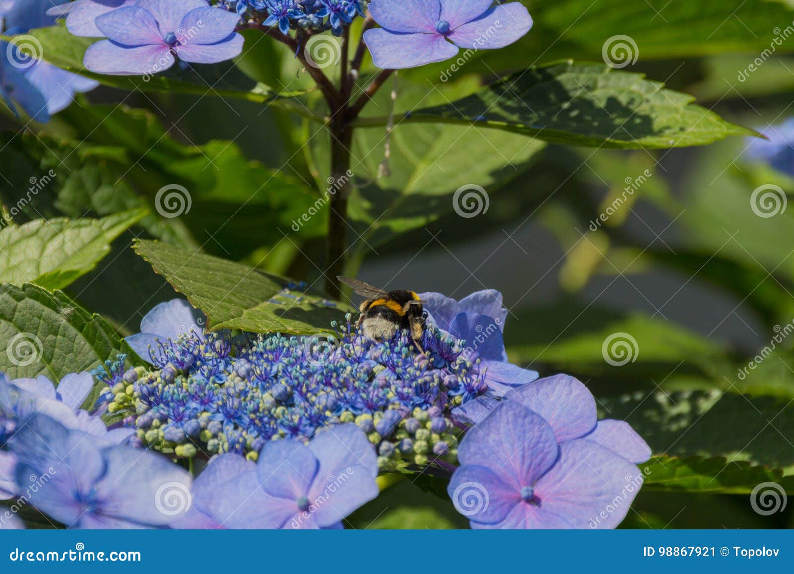 Bee on the Blossoming Hydrangea Flowers. Stock Image Image of flower
