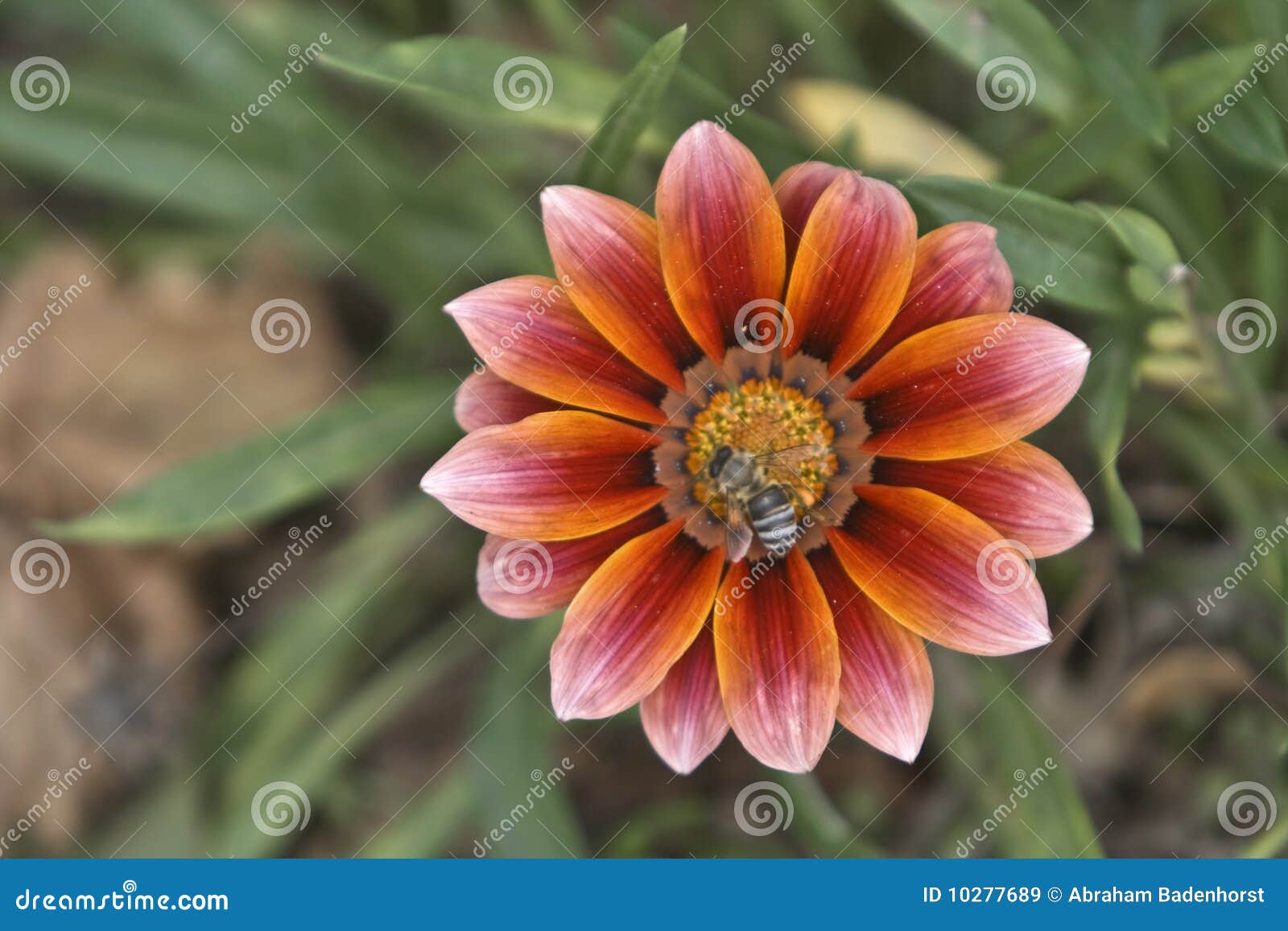 Honey Bee on a Gazania Flower Stock Image Image of south, cape 10277689