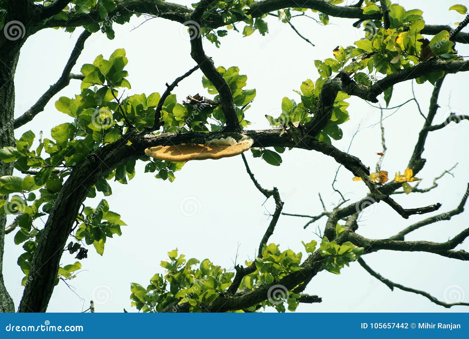 a honey bee hive in the brabch of tree