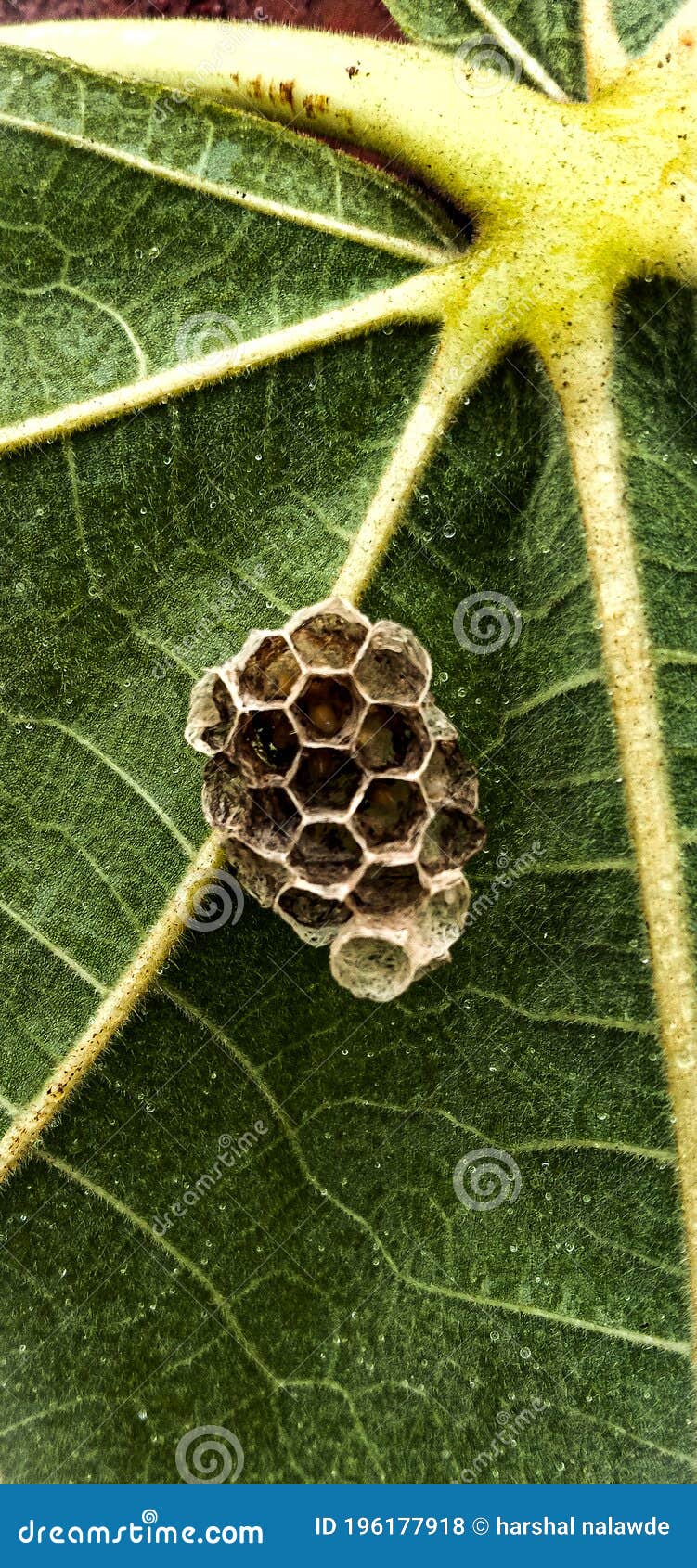 Honey bee home stock photo. Image of nature, produce 196177918