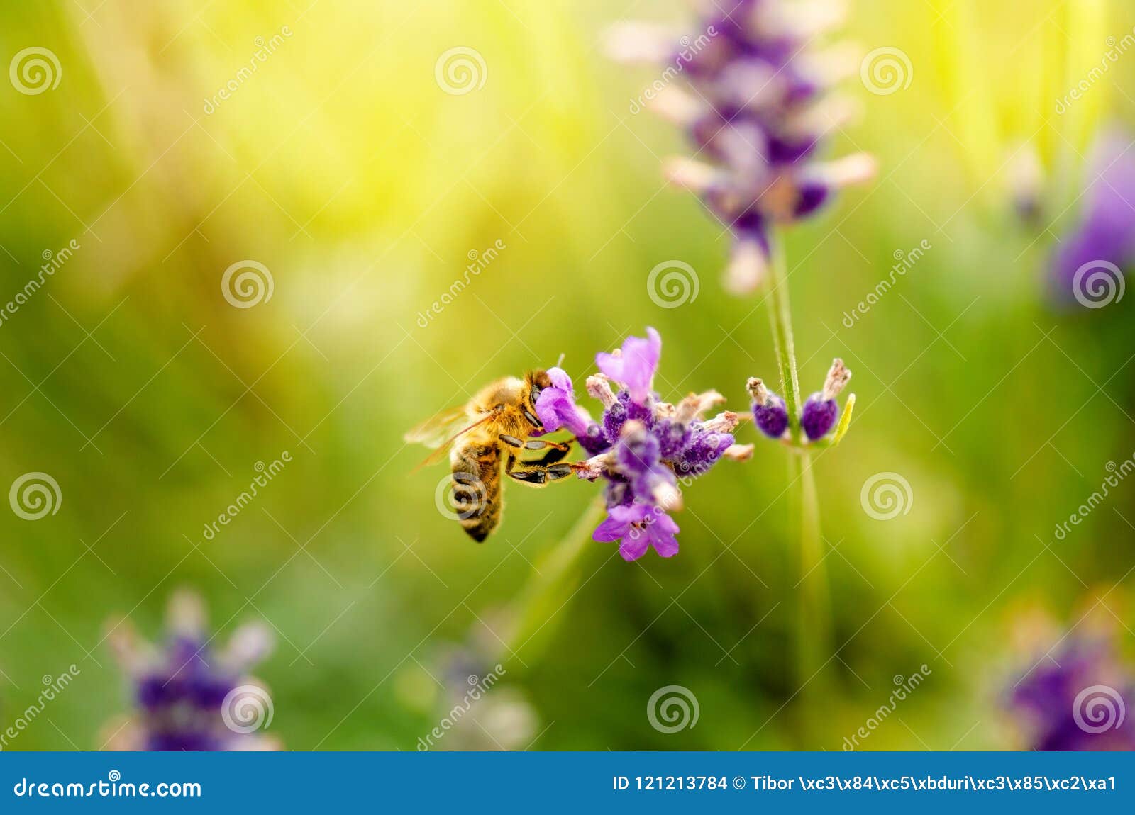 honey bee on a lavender and collecting polen. flying honeybee. one bee flying during sunshine day. insect. lavenders field with be