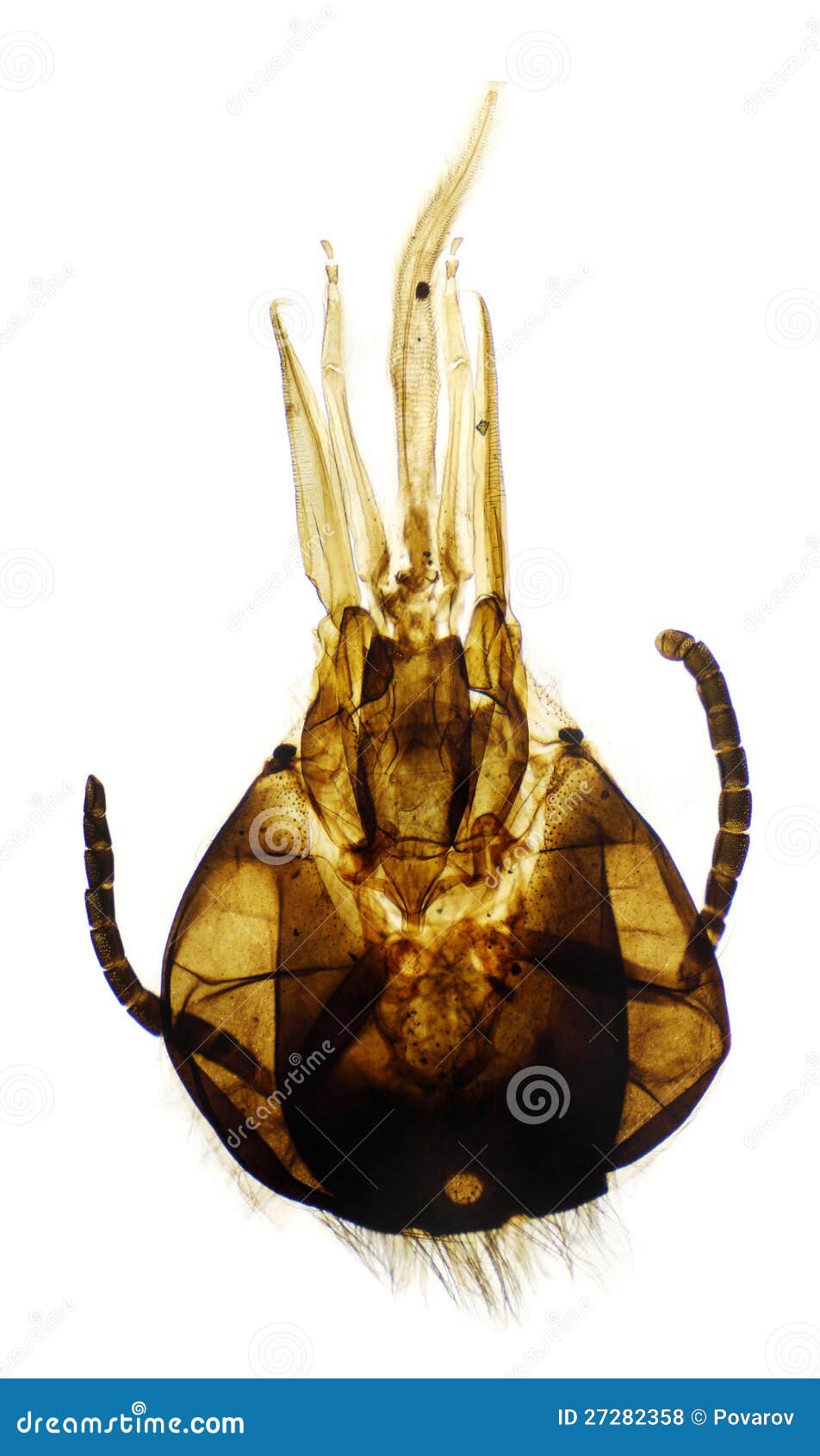 Honey Bee Moeth Parts Under the Microscope Stock Photo Image of healthcare, medical 27282358