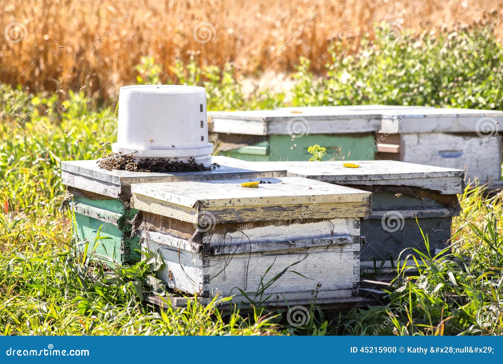 Honey Bee Nests Countryside Stock Photo Image of rural, nests 45215900