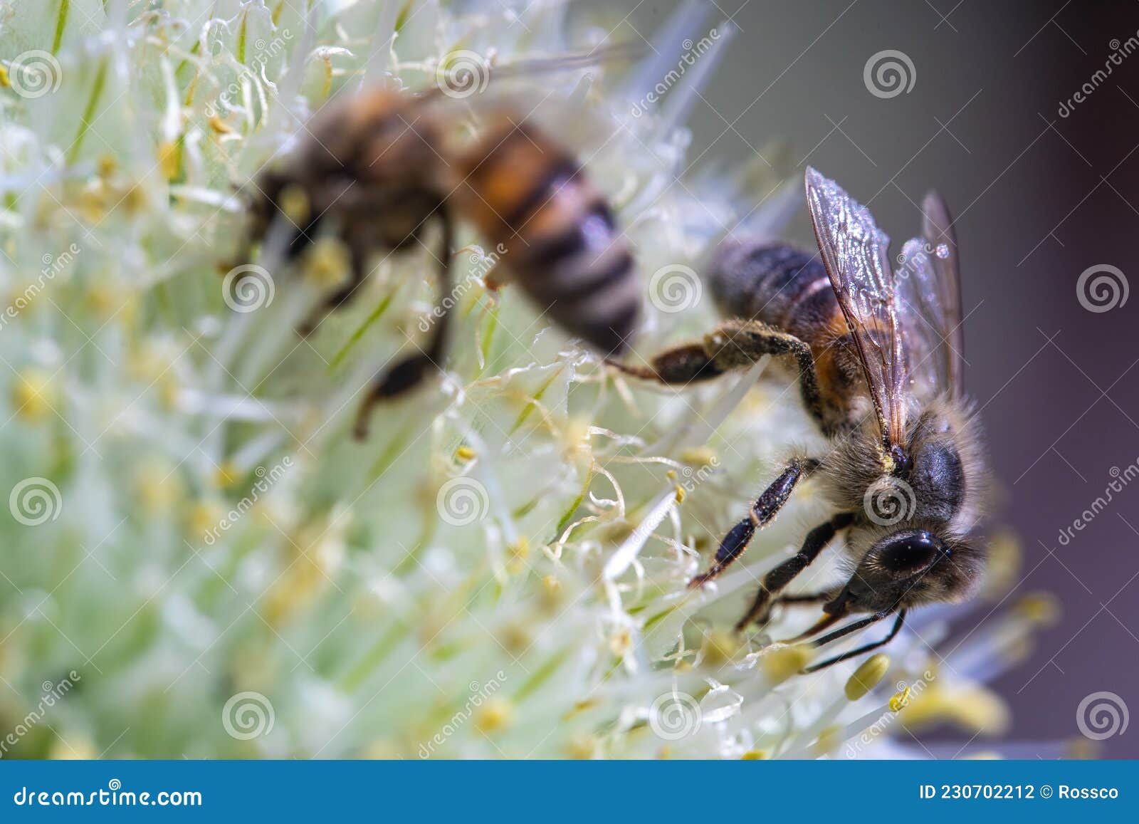 Honey Bee on Onion Flower Closeup Macro Stock Photo Image of insect