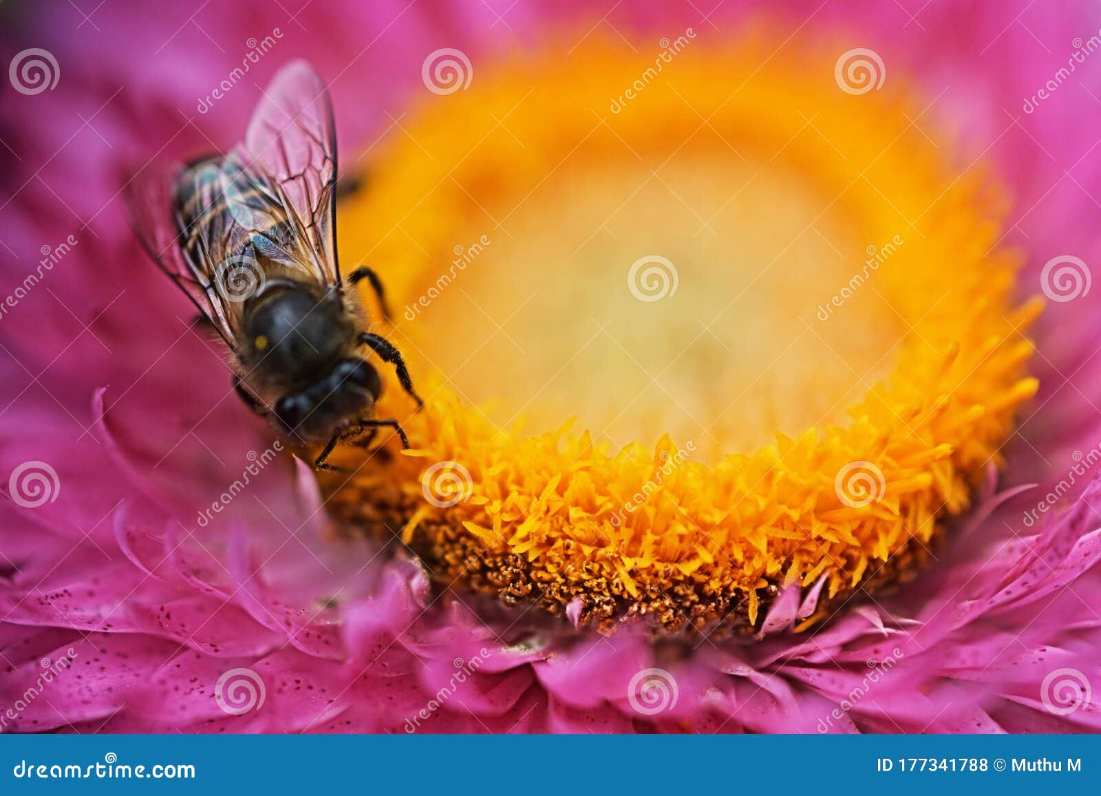 Honey Bee on the Pink Daisy Flower Stock Photo Image of gray, garden