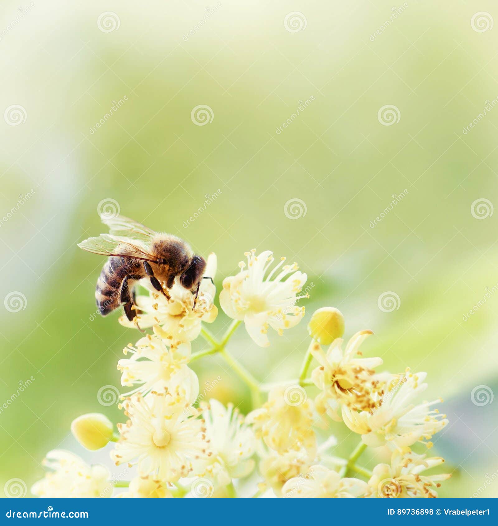 honey bee pollinate yellow flower, beauty filter