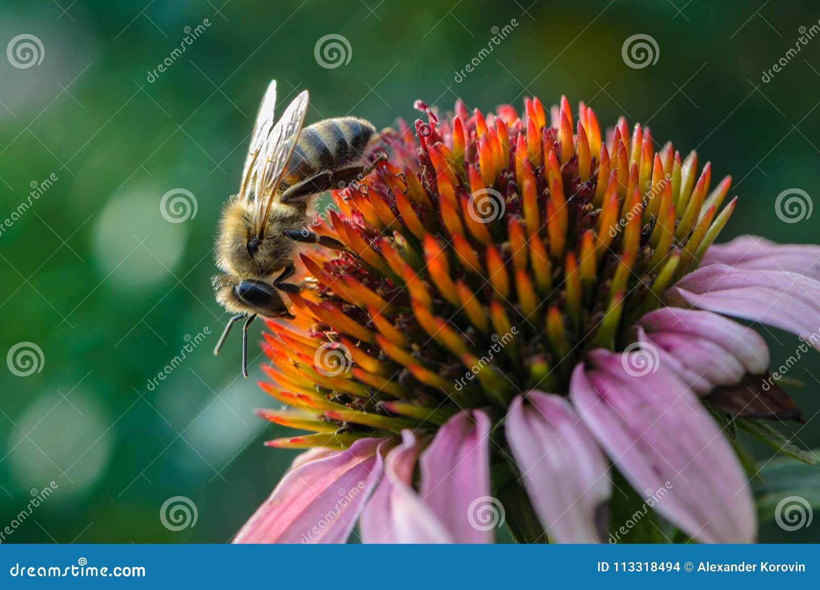 Honey Bee Pollinates the Flower Echinacea Stock Photo Image of apidae