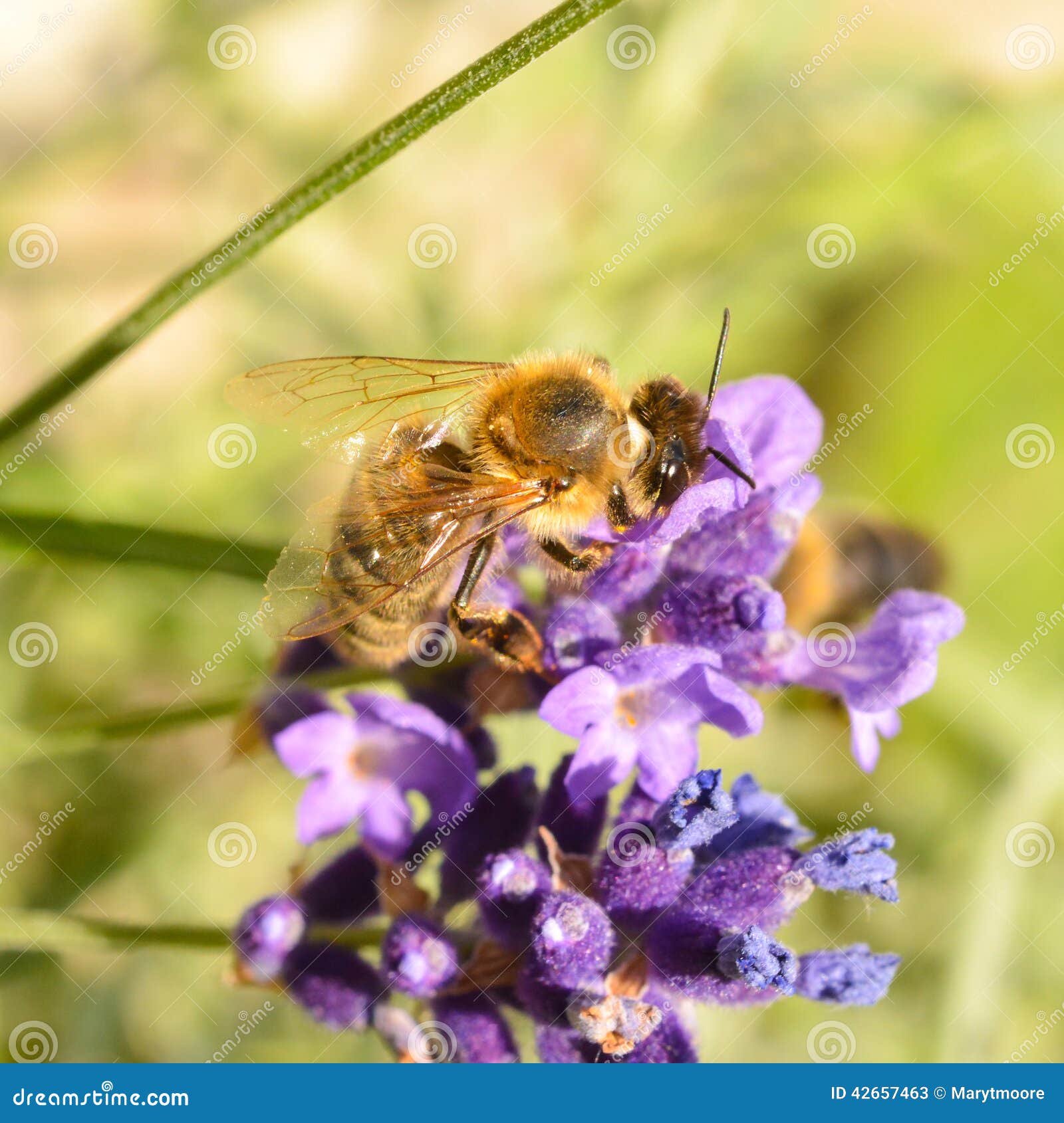 Honey Bee Pollinating Lavender Stock Image Image of nature, pollinate