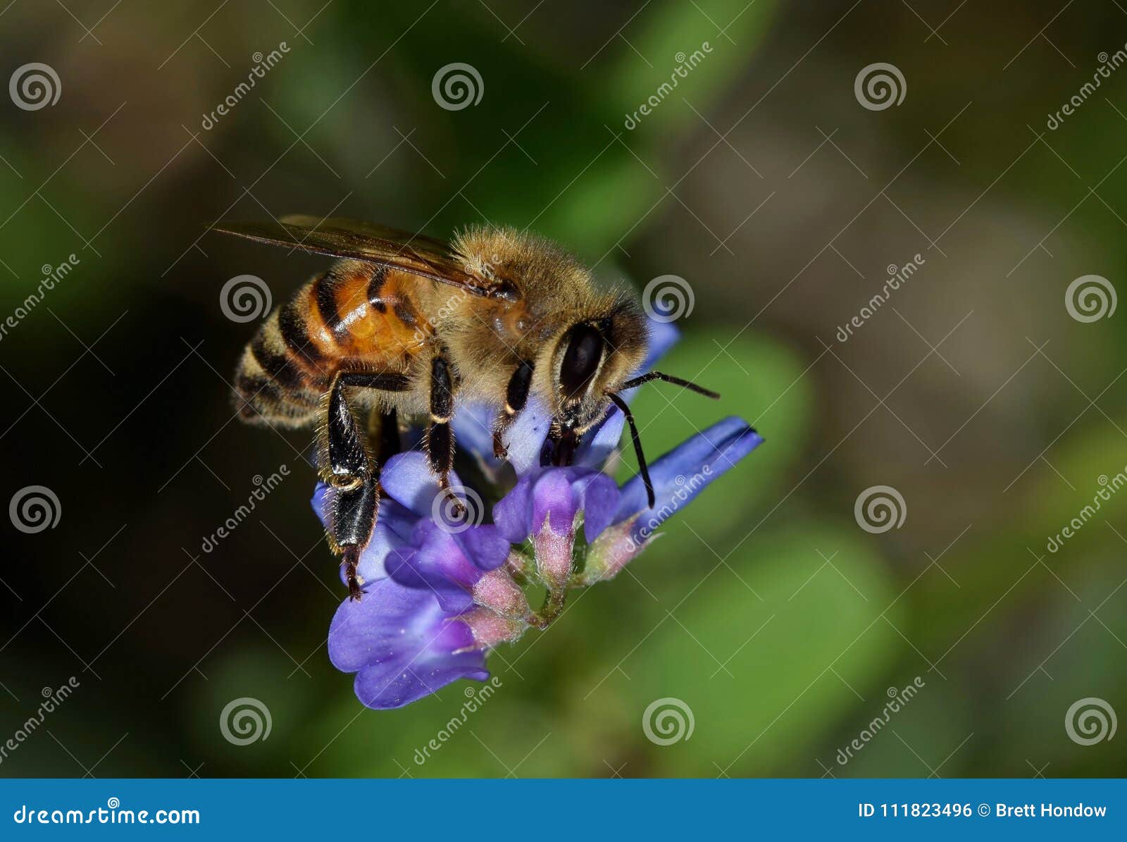 Honey Bee Pollinating Vetch Wildflowers. Stock Photo Image of animal