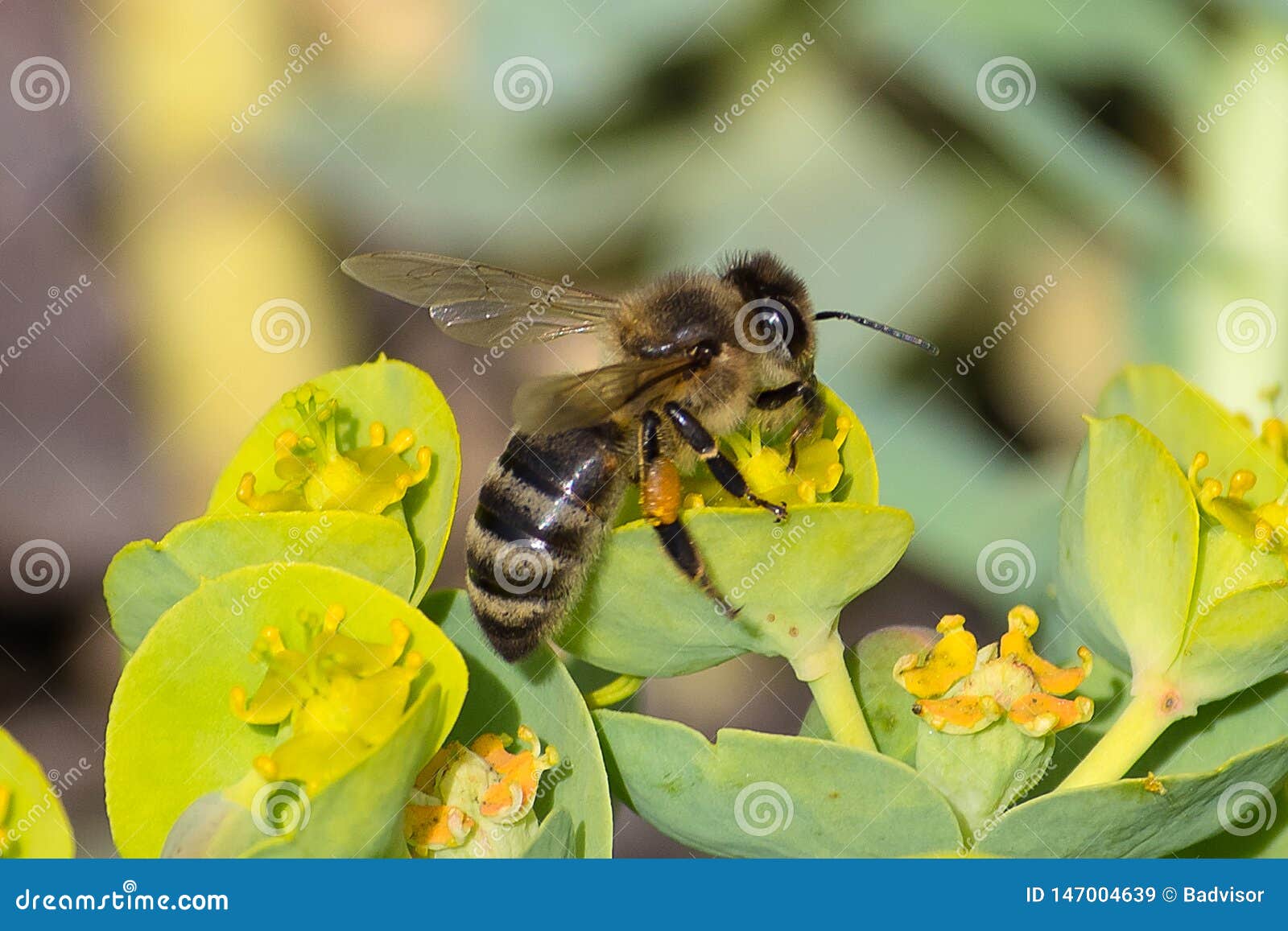 Honey Bee, Pollination Process Stock Image Image of honey, bloom 147004639