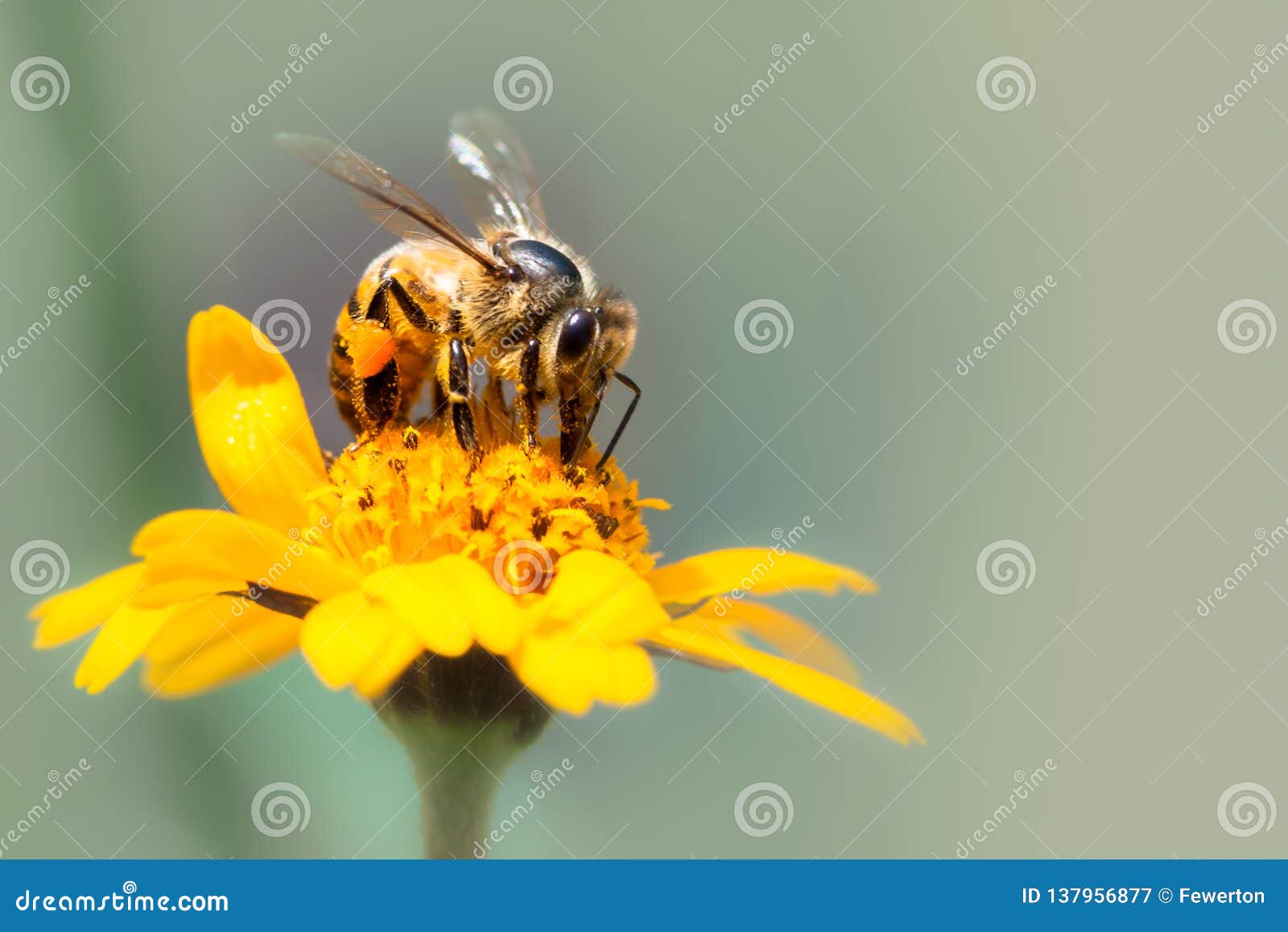 honey bee pollinator close up macro photo. bee is drinking nectar from yellow wild flower with proboscis