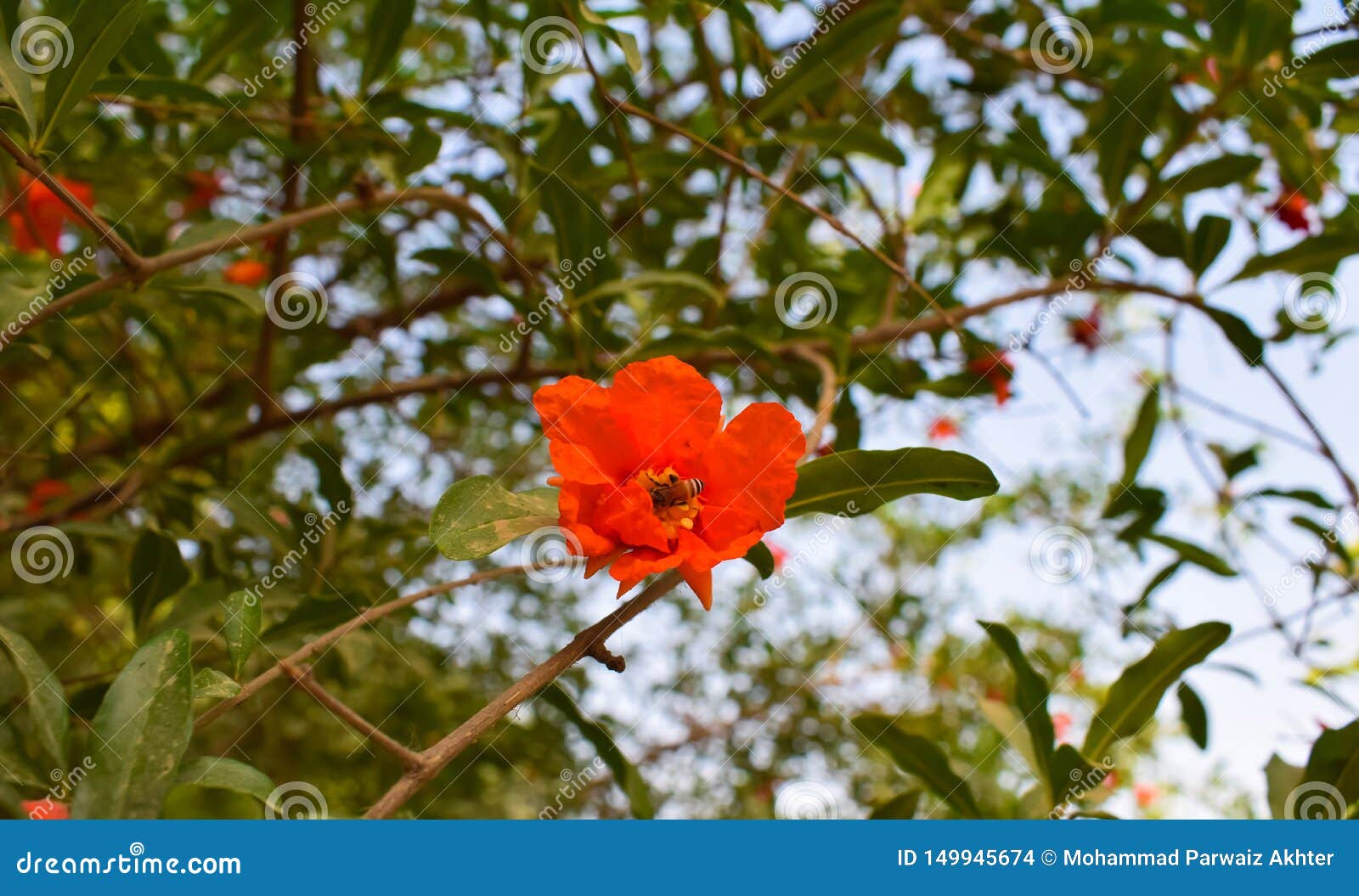 A Honey Bee on a Pomegranate Flower Stock Photo Image of color