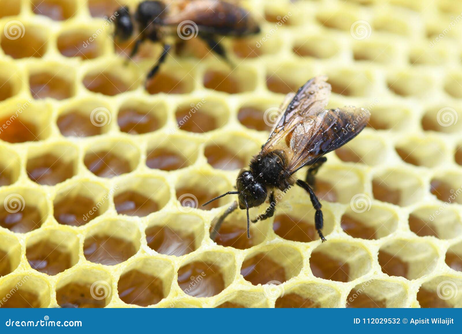 Honey Bee Real Com Mel Na Colmeia Da Abelha Foto De Stock Imagem De Abelha Colmeia 112029532
