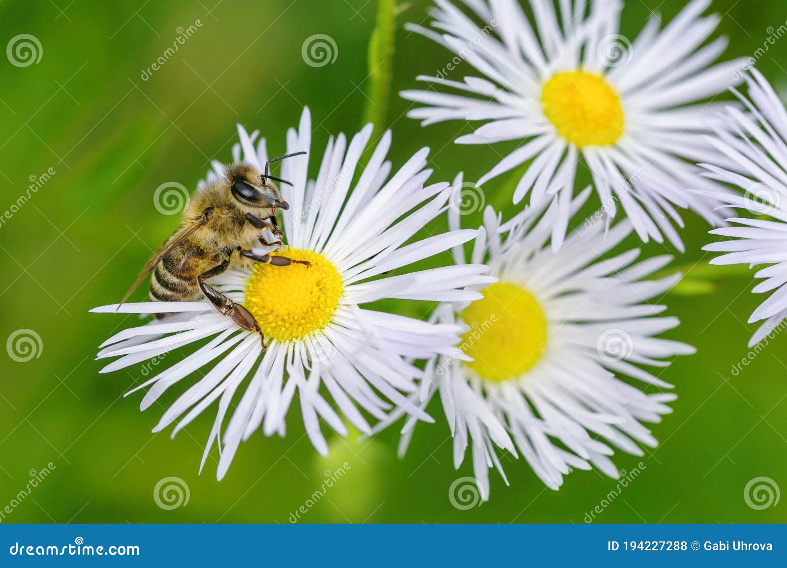 a honey bee sitting on white and yellow fowers