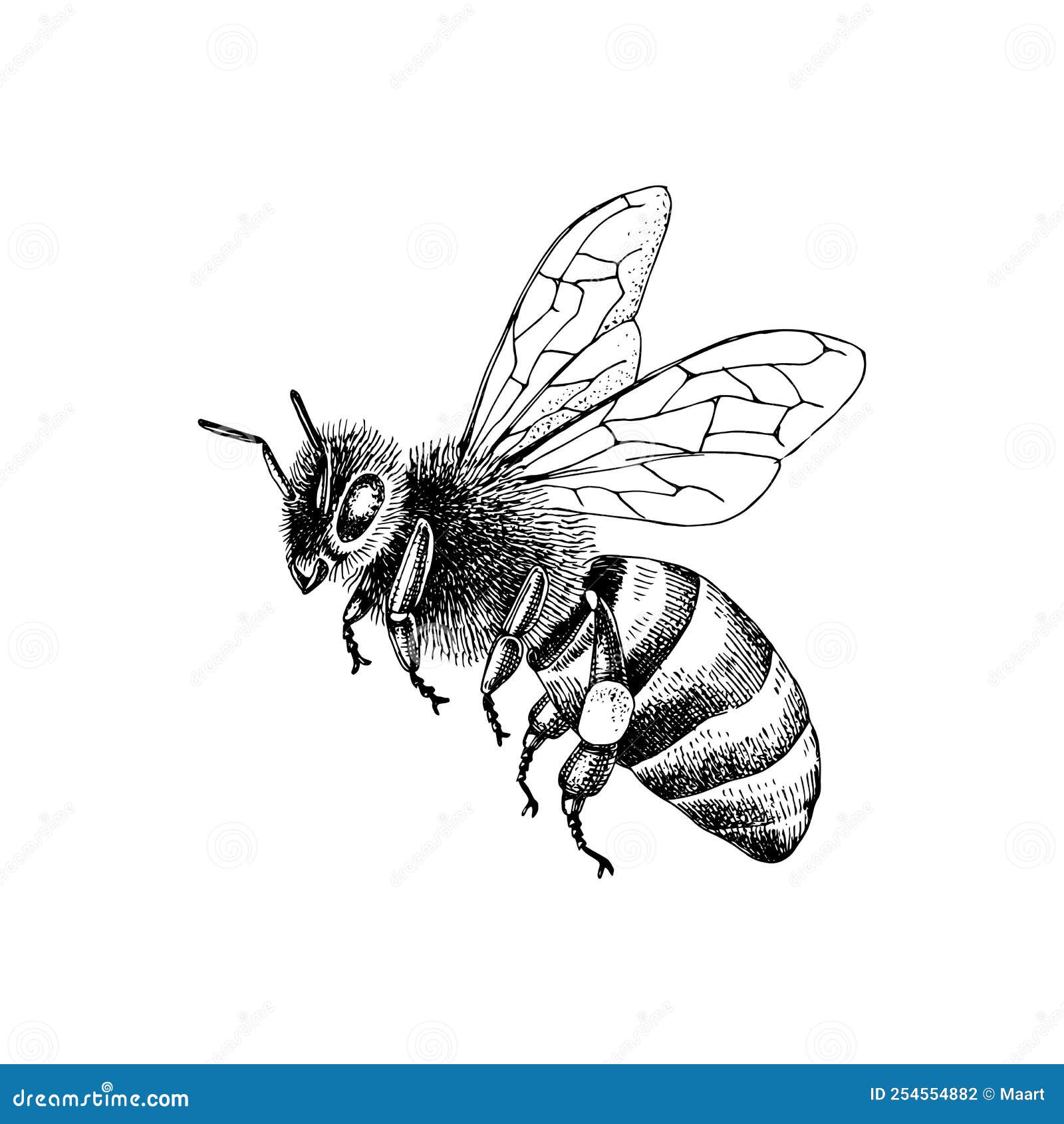 Honey Bee High-Res Vector Graphic - Getty Images-saigonsouth.com.vn