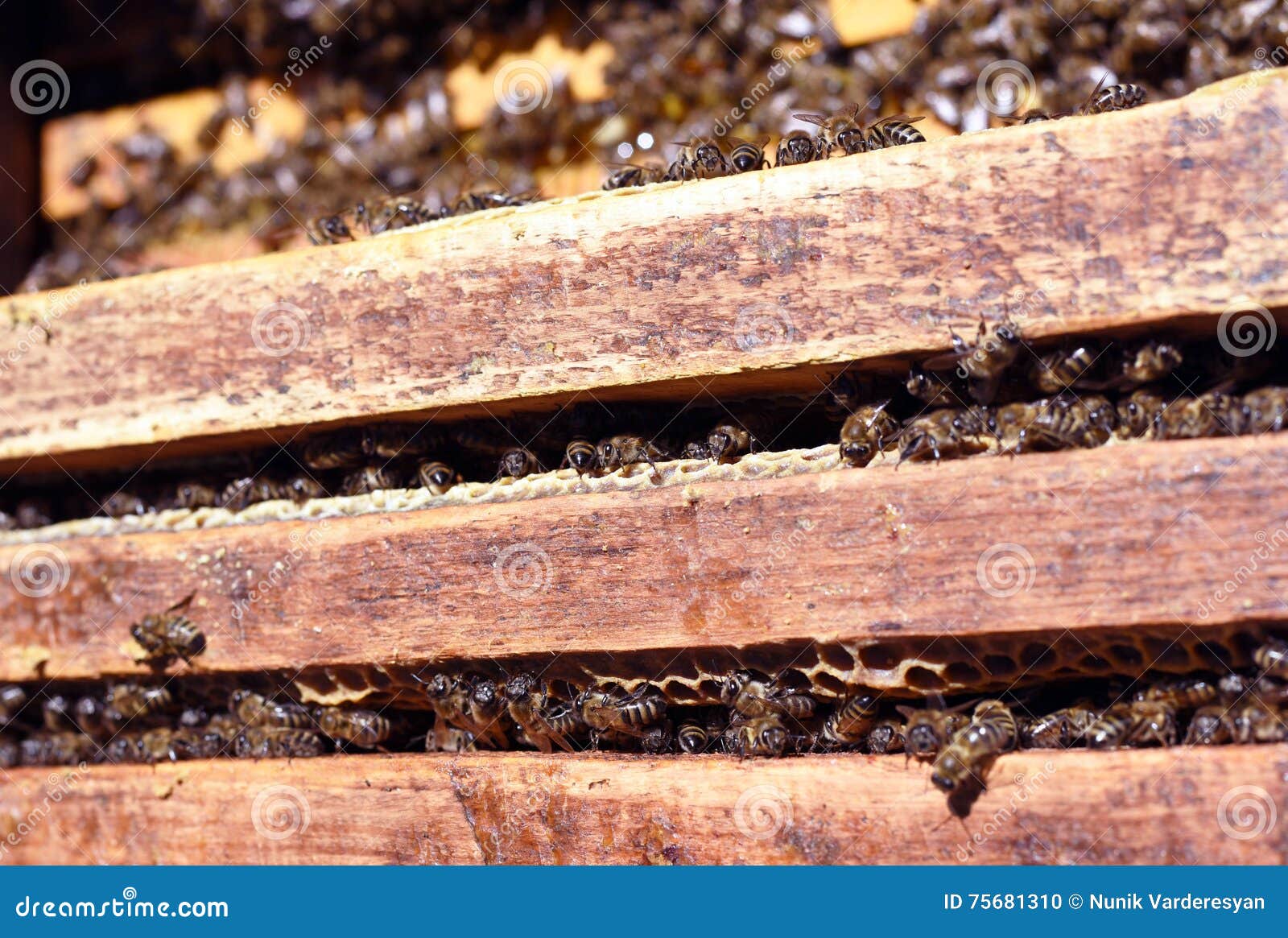 Honey Bee Swarm . stock photo. Image of larva, 75681310